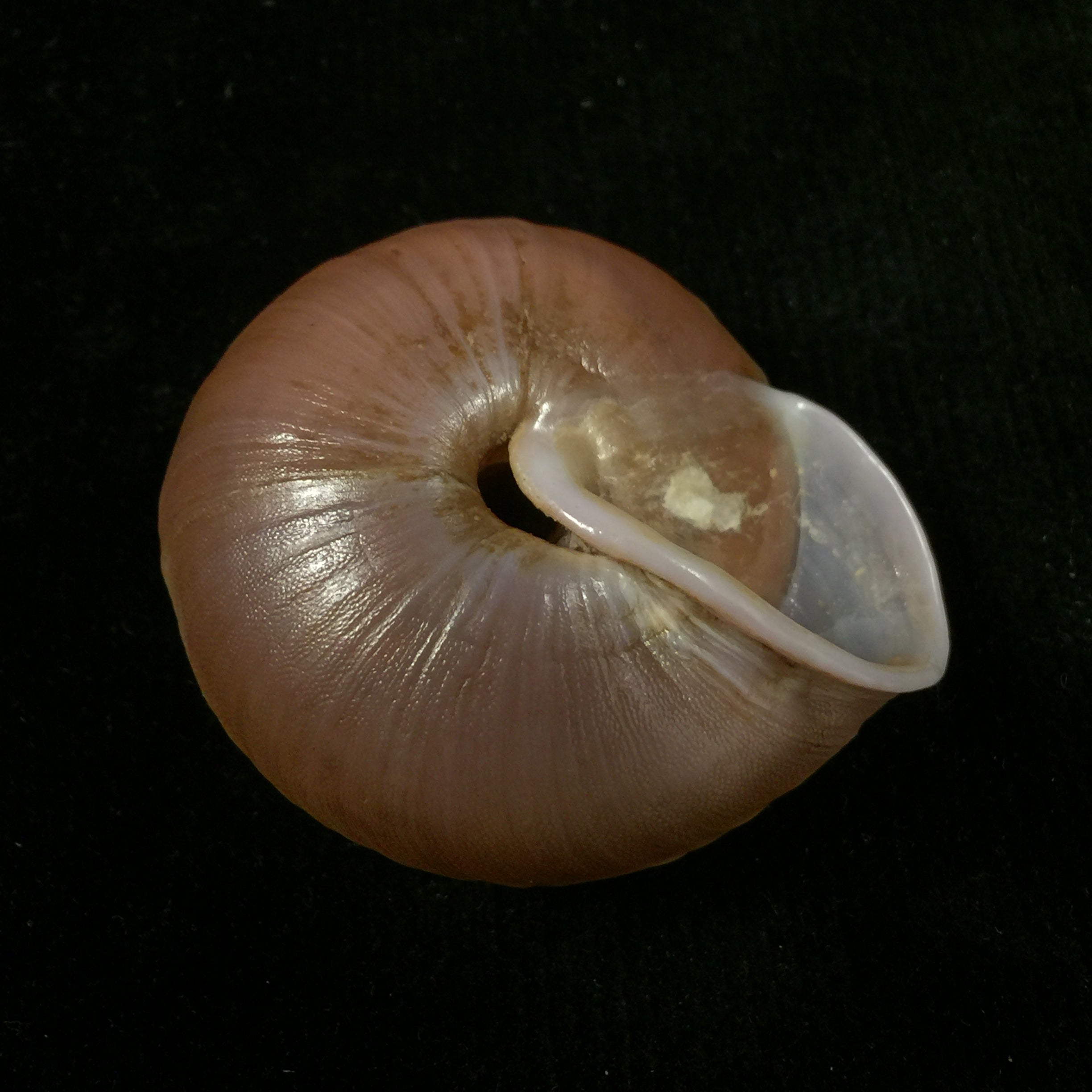 Lucerna lamarckii heteroclites Lamarck, 1822 - 46,9毫米