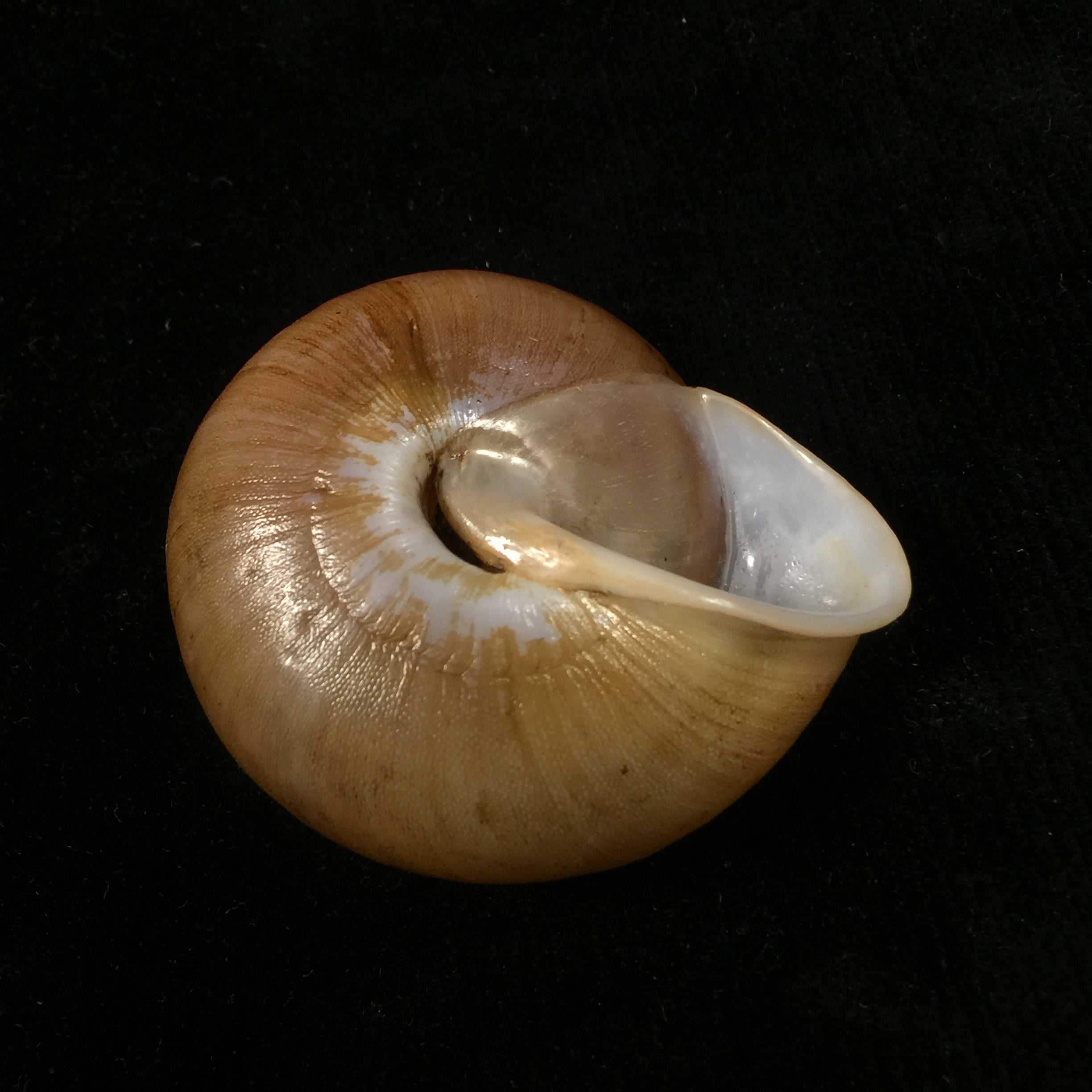 Lucerna goniasmos(Pilsbry,1889)- 52,1毫米