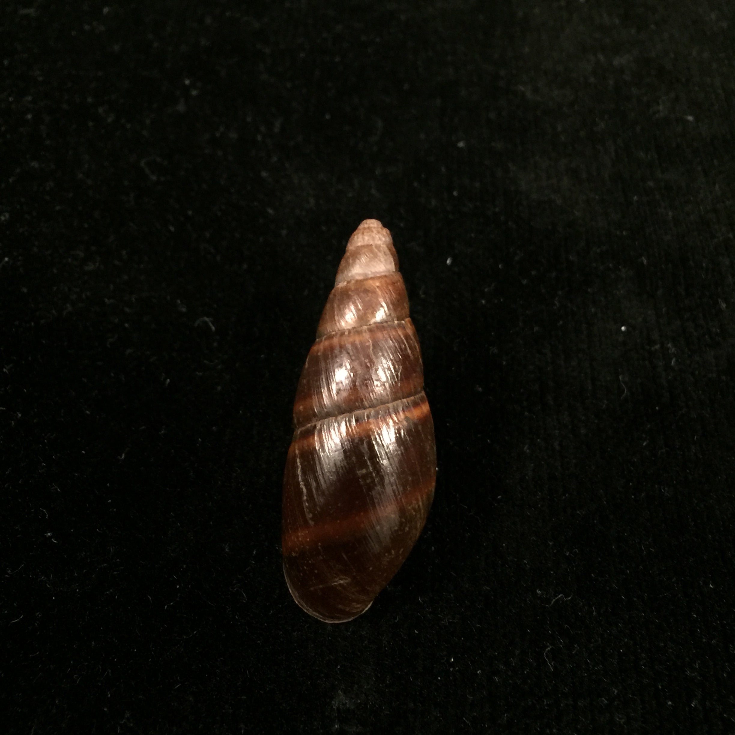 Thaumastus bitaeniatus bifasciatus(腓立比,1847 年) - 38 毫米