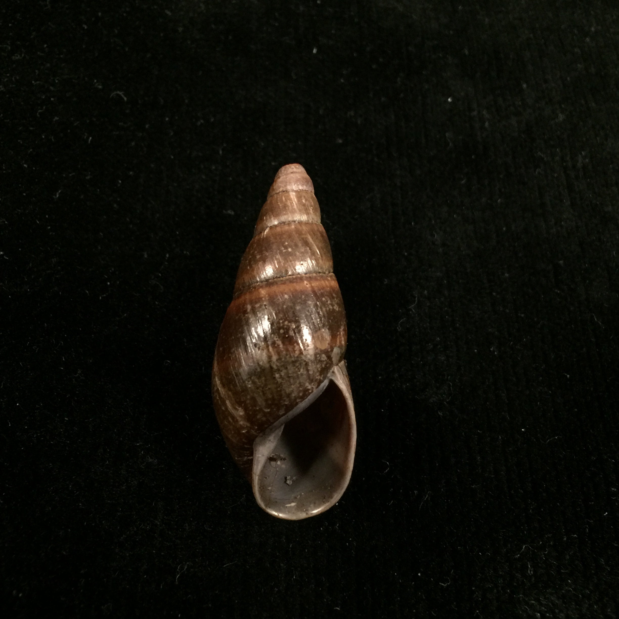 Thaumastus bitaeniatus bifasciatus(腓立比,1847 年) - 38 毫米