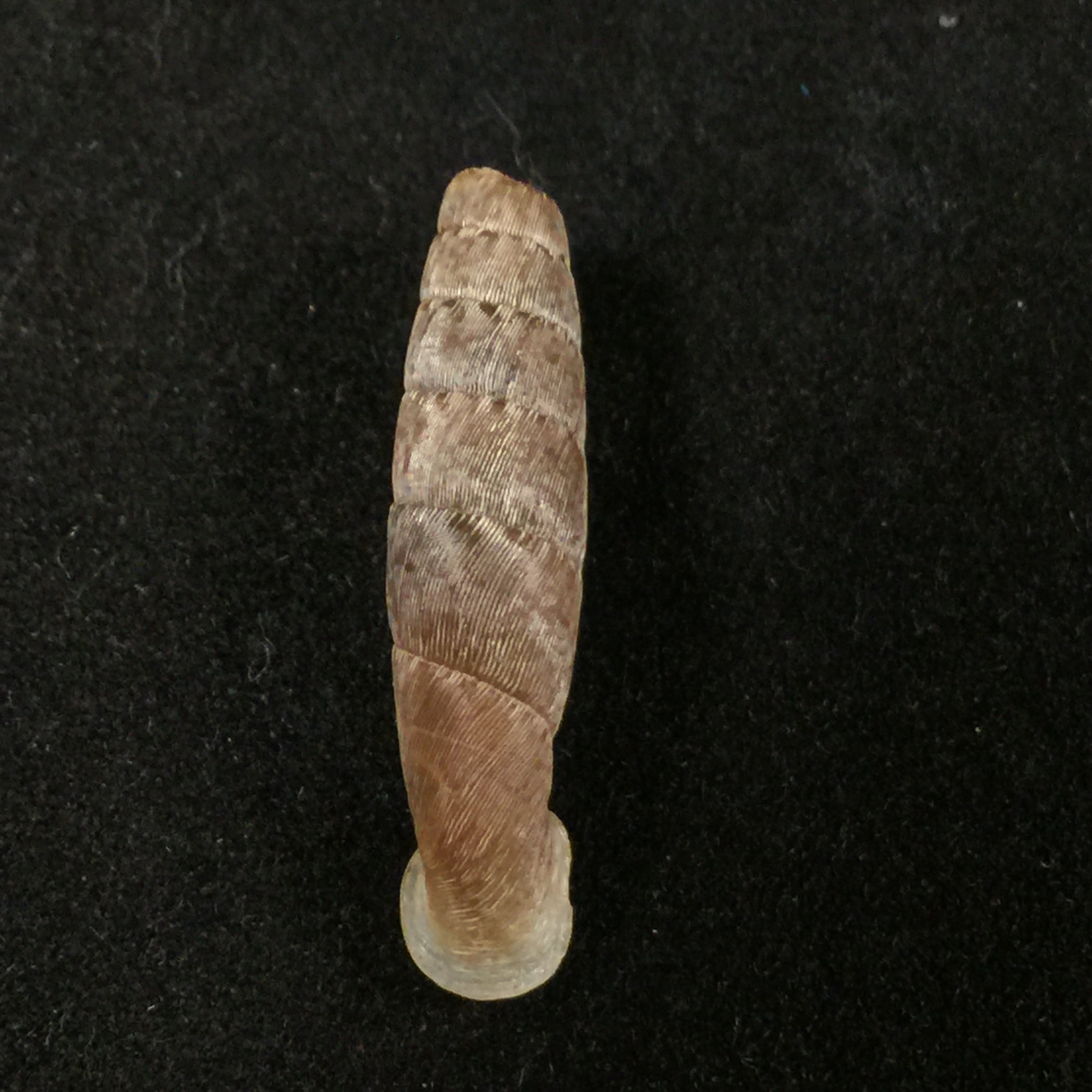 Cylindronenia canescens (Polinski, 1921) - 24,5mm