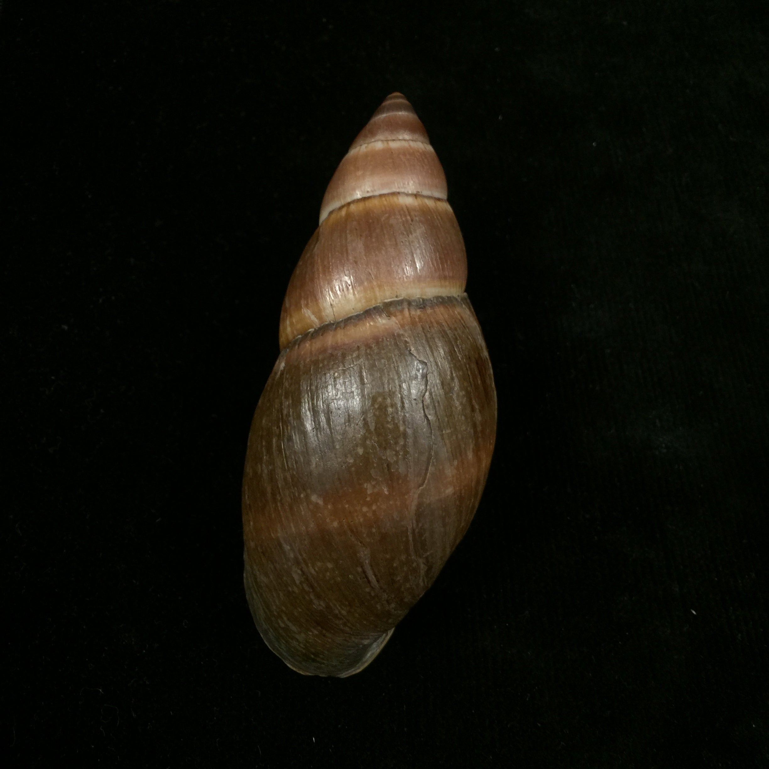 Thaumastus sangoae(Tschudi in Troschel,1852) - 98,9mm