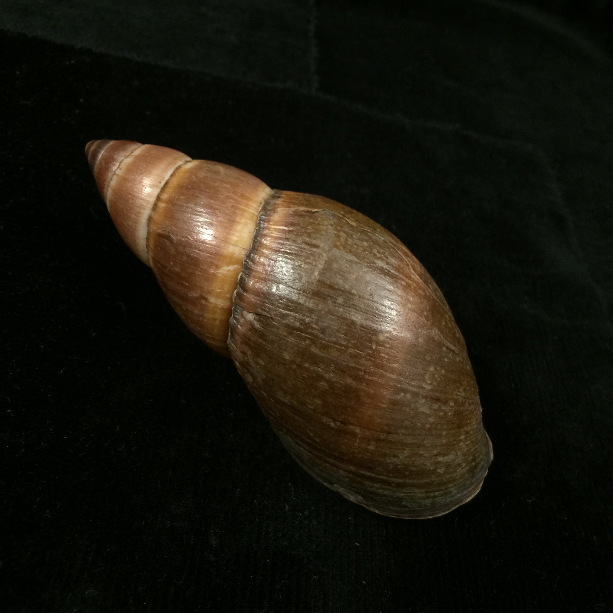 Thaumastus sangoae(Tschudi in Troschel,1852) - 98,9mm