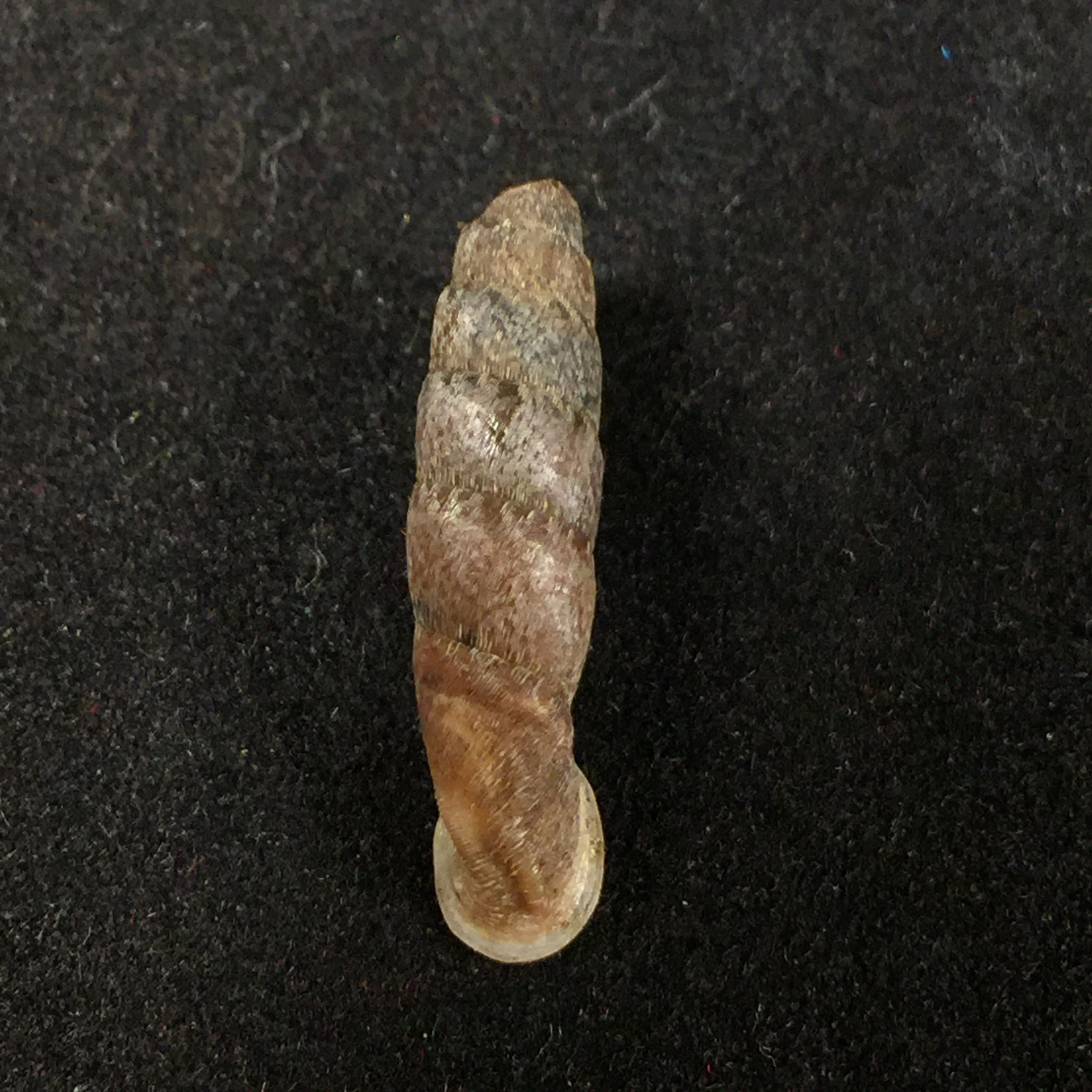 Cylindronenia cicatricosa leimebambensis Nordsieck, 1999 - 21,8毫米