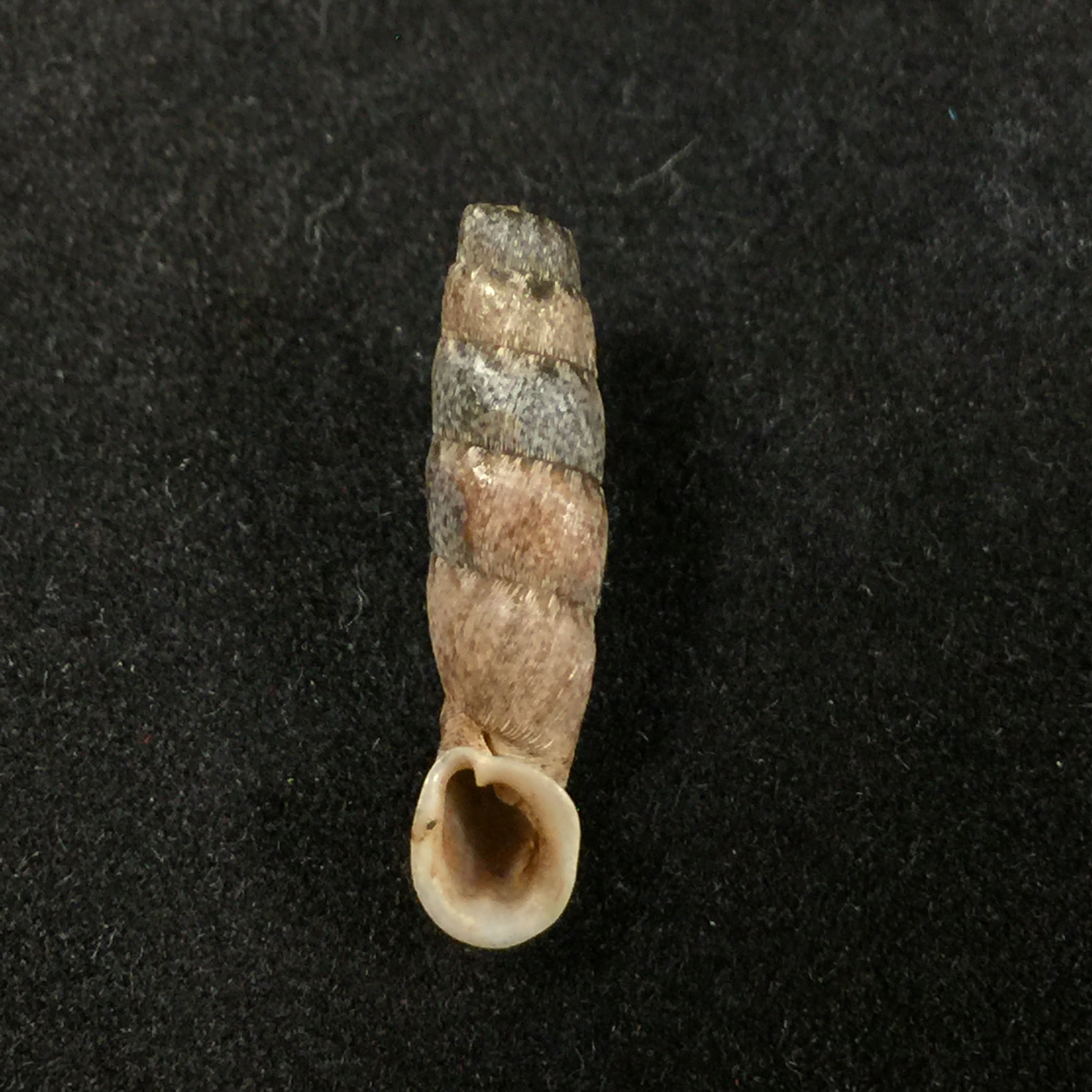 Cylindronenia cicatricosa leimebambensis Nordsieck, 1999 - 21,8毫米