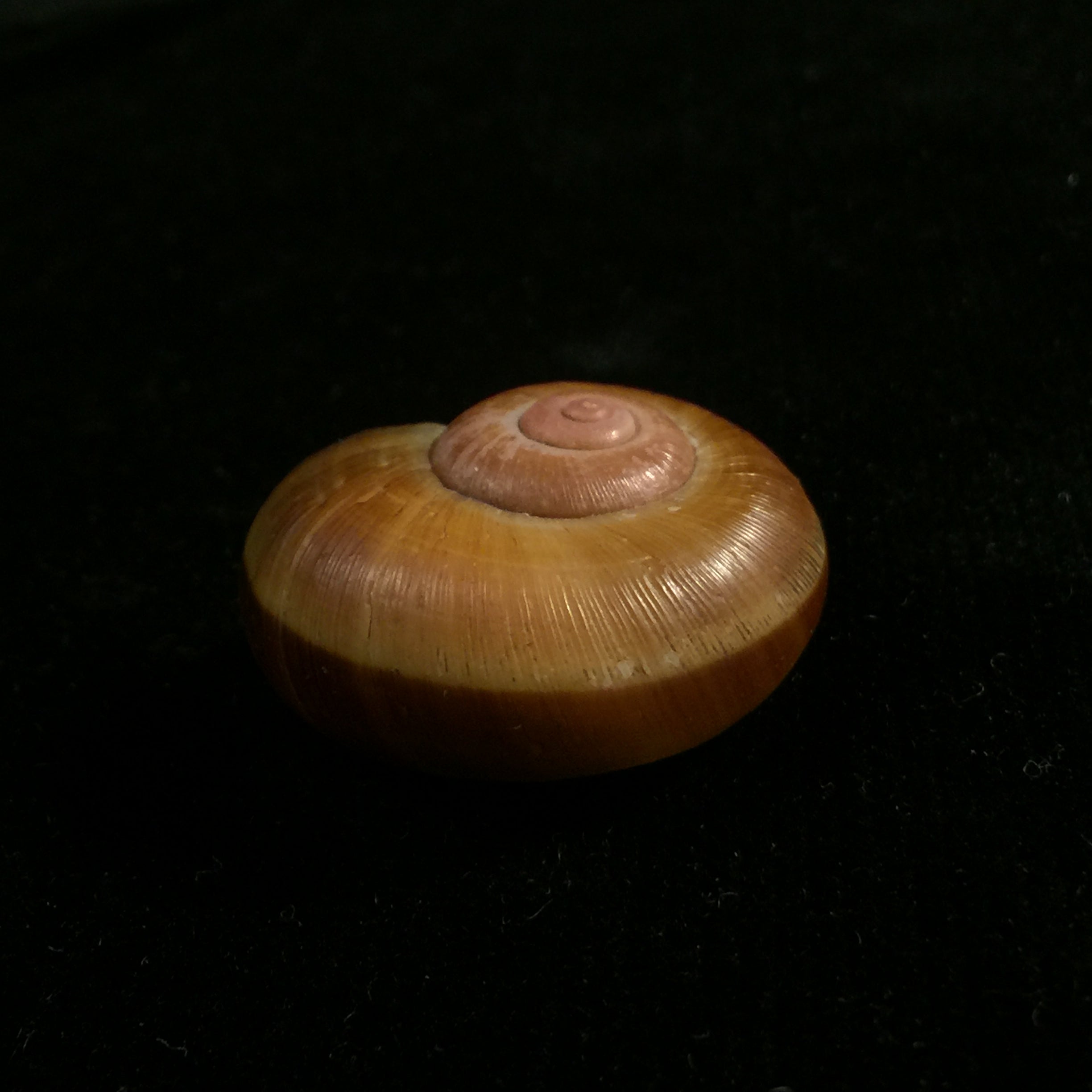 Aperostoma fischeri (伊达尔戈, 1867) - 29,4mm