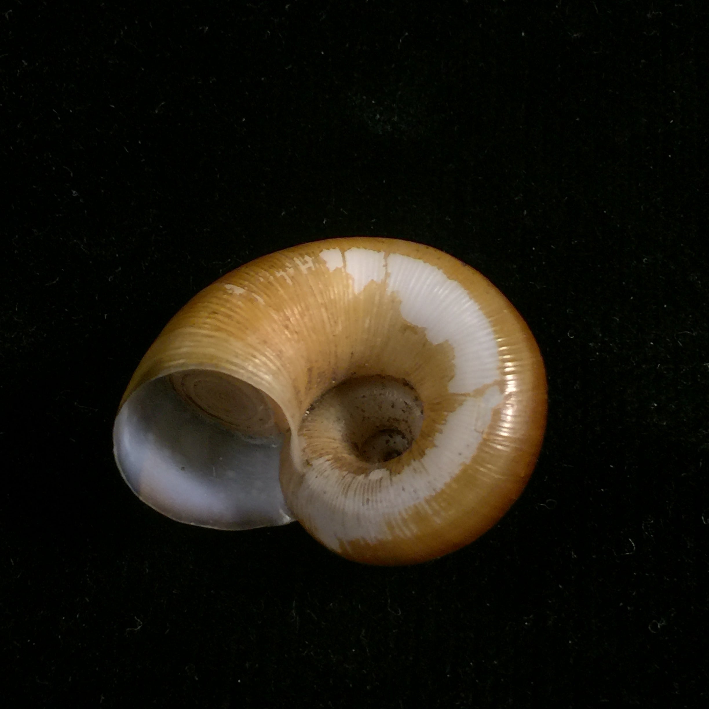 Aperostoma fischeri (伊达尔戈, 1867) - 29,4mm