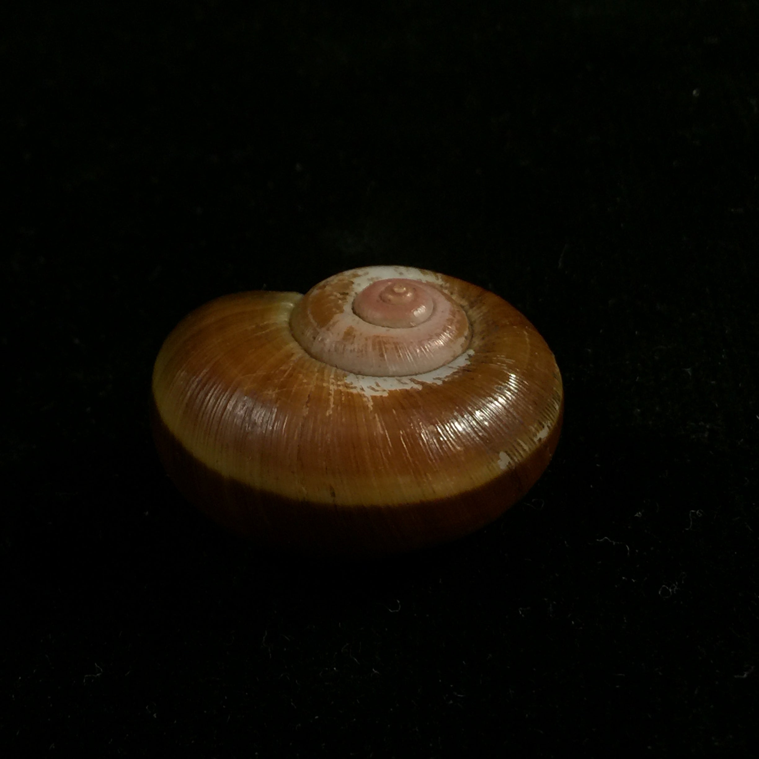 Aperostoma fischeri (伊达尔戈, 1867) - 29,8mm