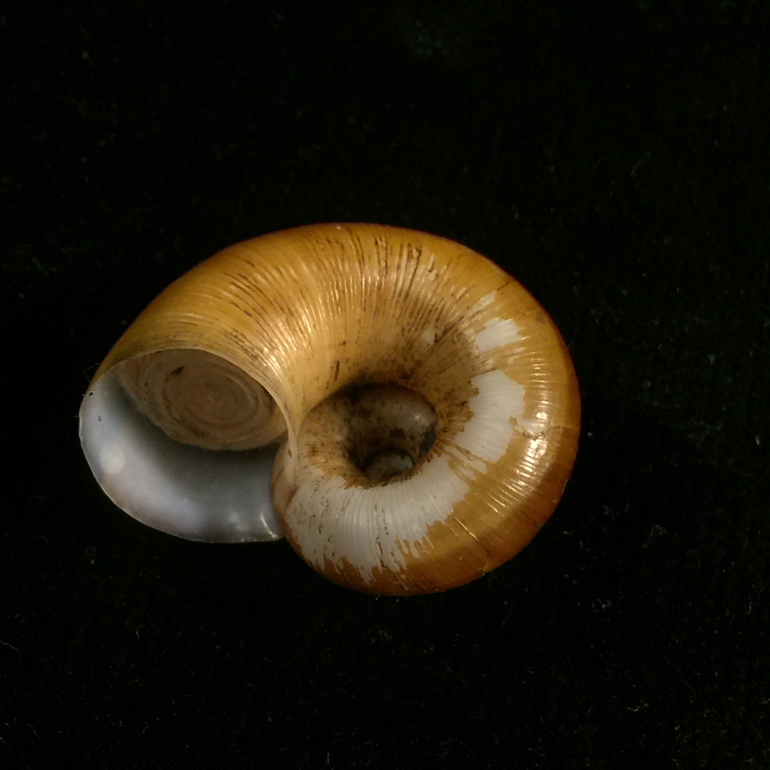 Aperostoma fischeri (伊达尔戈, 1867) - 29,8mm