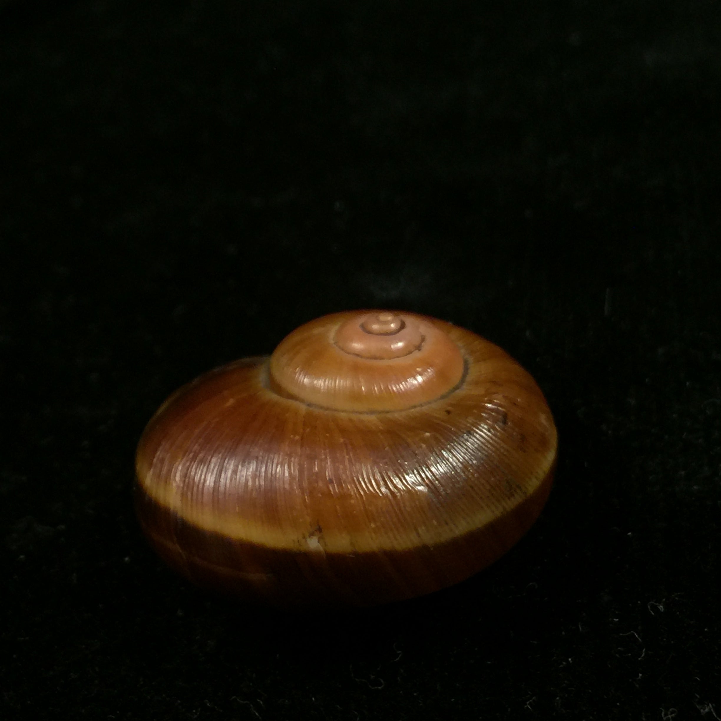 Aperostoma fischeri(伊达尔戈,1867 年) - 28 毫米