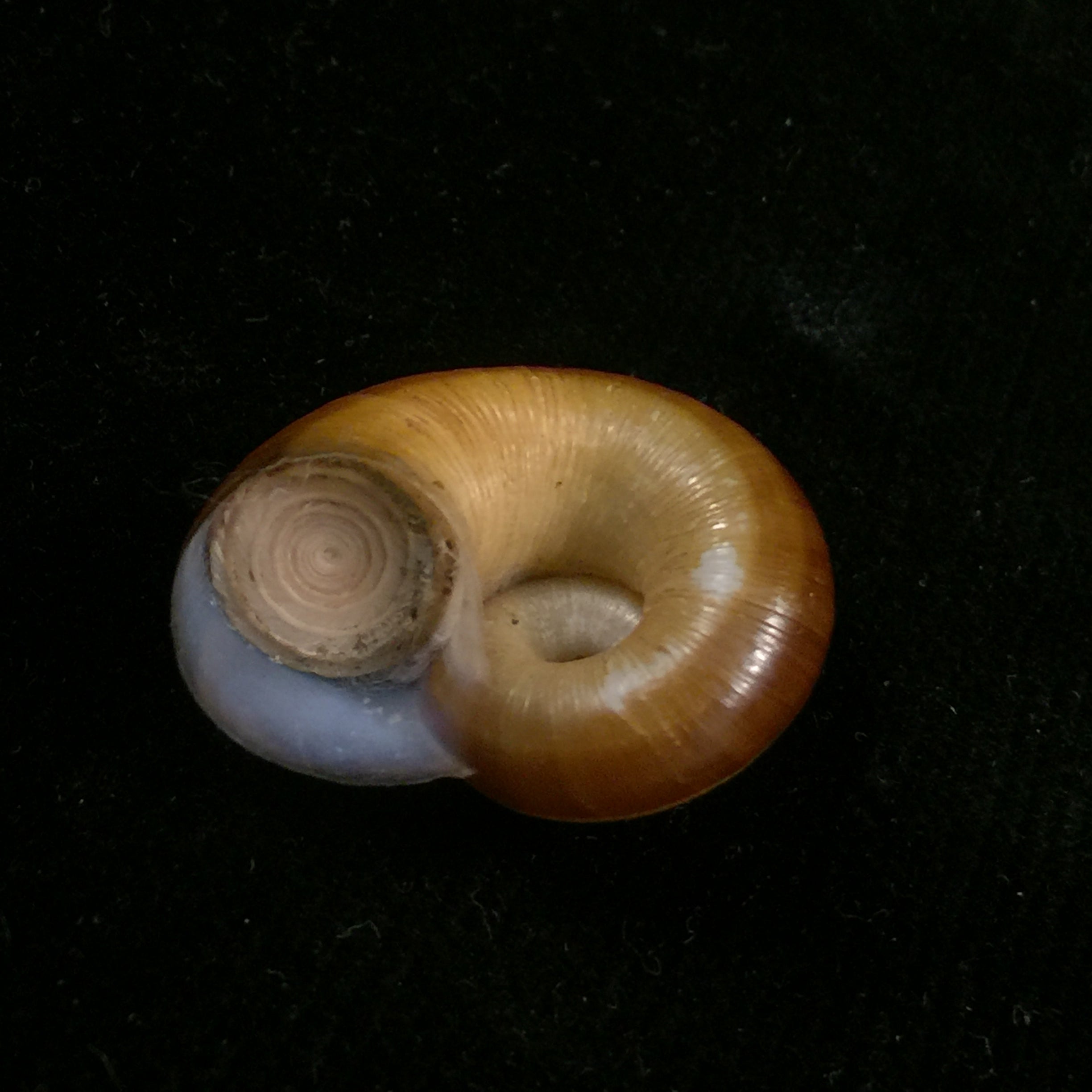 Aperostoma fischeri(伊达尔戈,1867 年) - 28 毫米