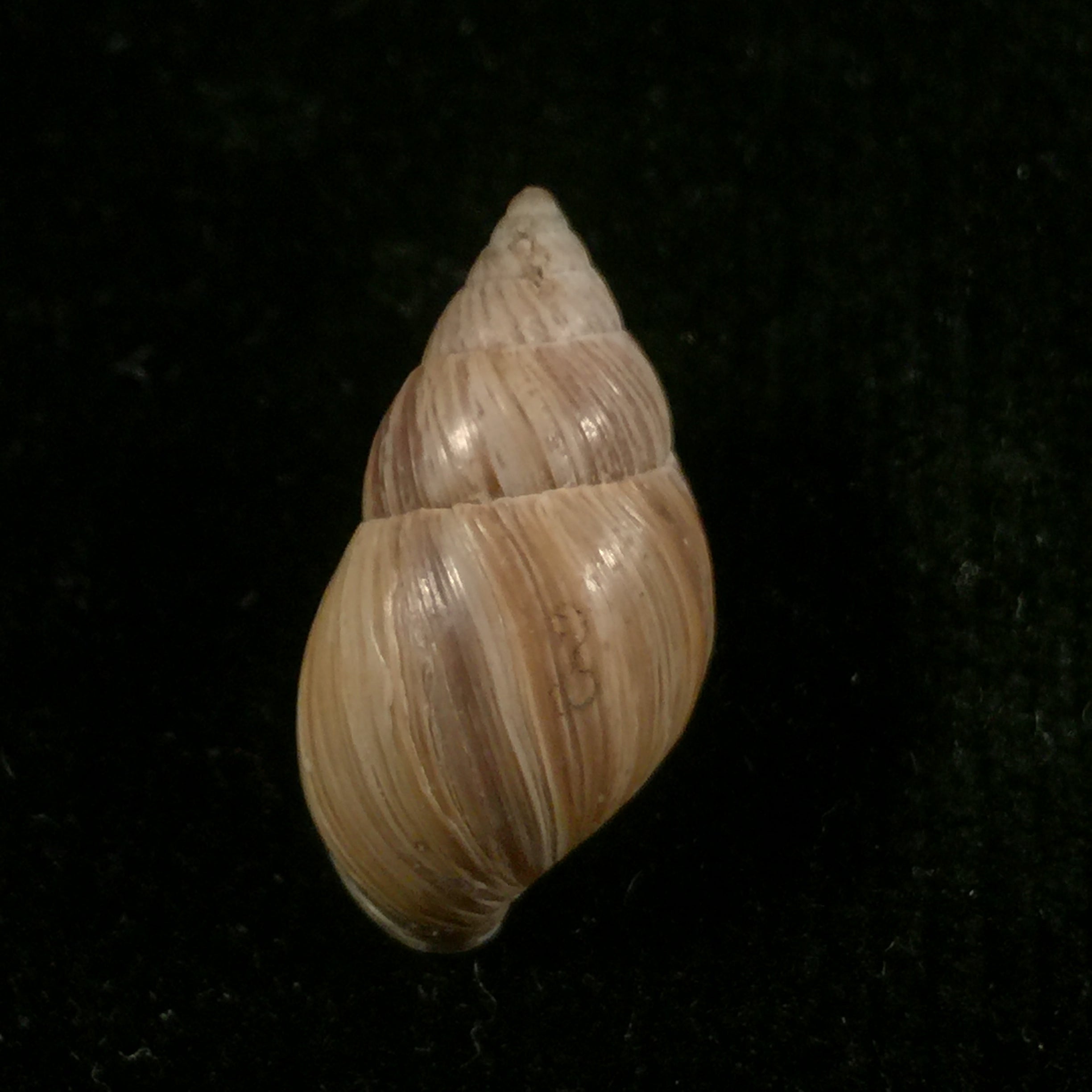Naesiotus quitensis quitnsis (L. Pfeiffer, 1848) - 21,1mm