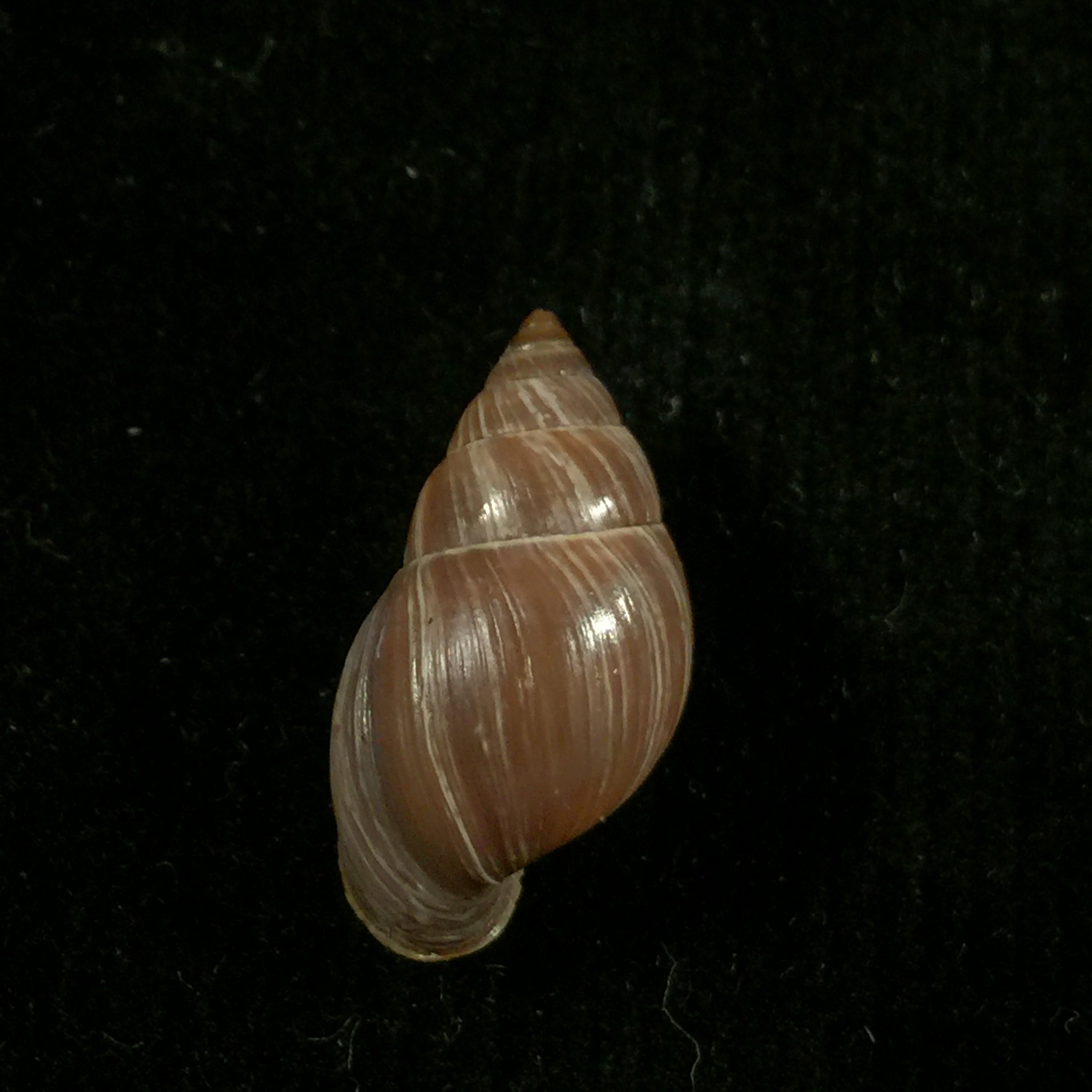 Naesiotus quitensis quitnsis (L. Pfeiffer, 1848) - 19,9mm