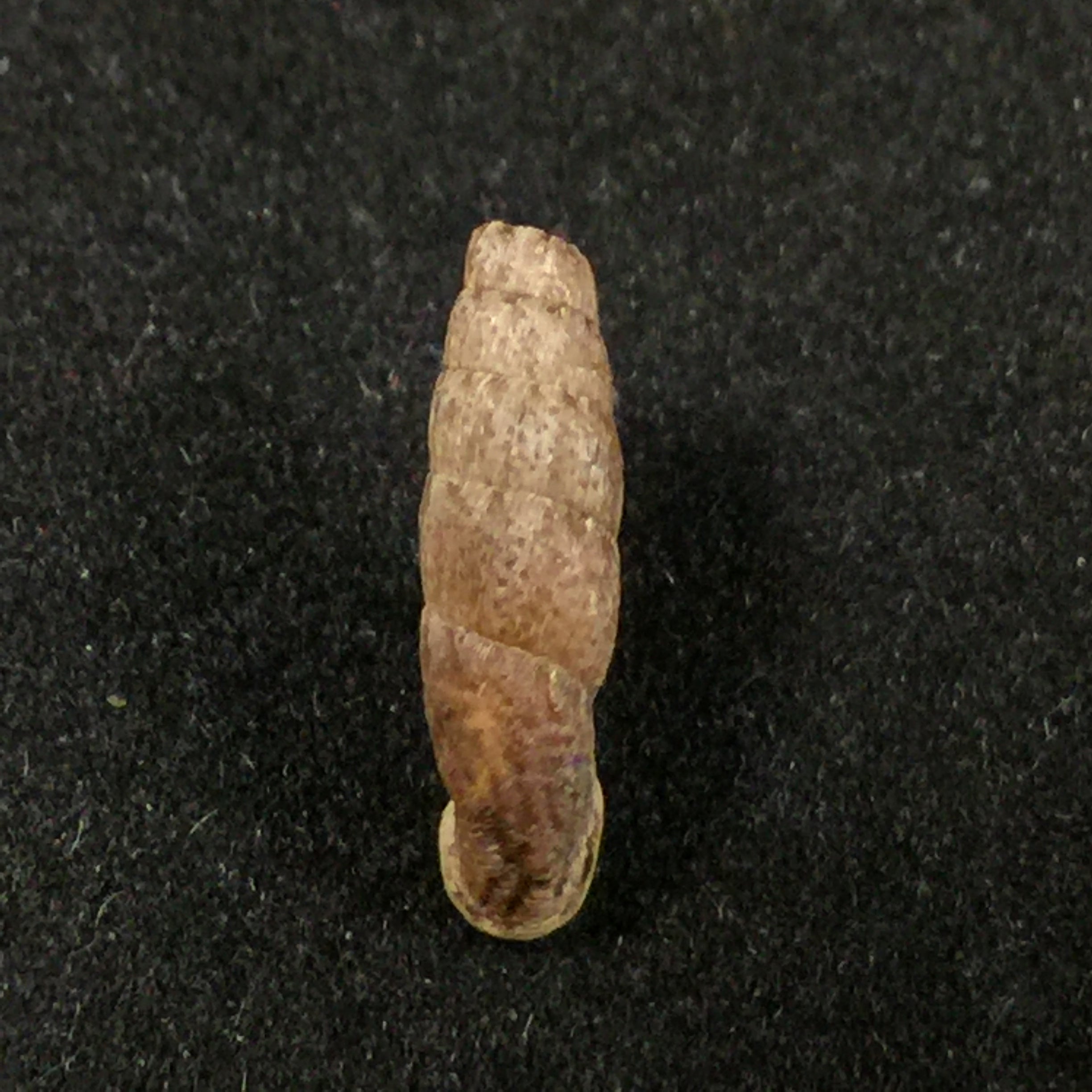 Cylindronenia cumulloana(Pilsbry,1949)- 13,7毫米
