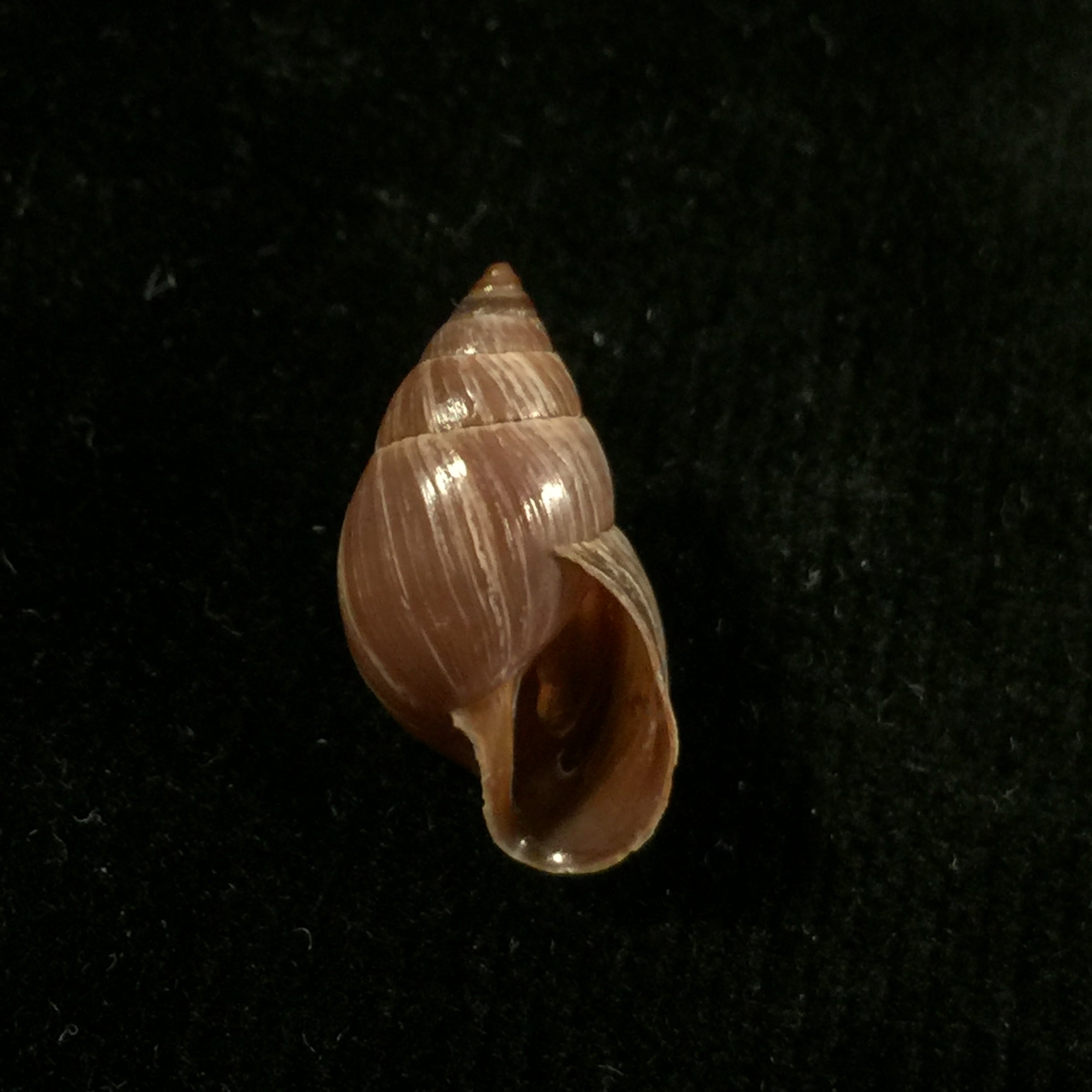 Naesiotus quitensis quitnsis (L. Pfeiffer, 1848) - 19,9mm