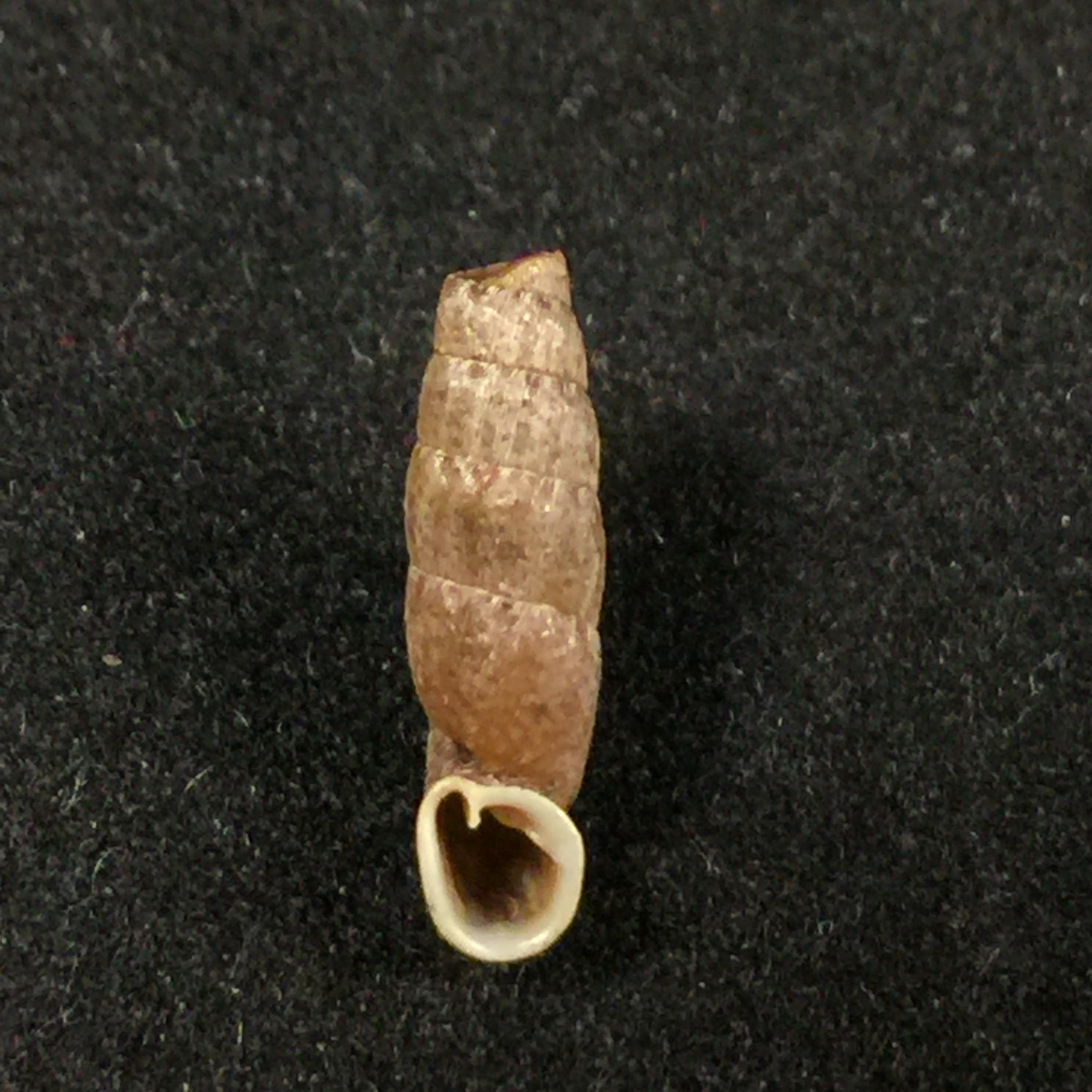 Cylindronenia cumulloana(Pilsbry,1949)- 13,7毫米