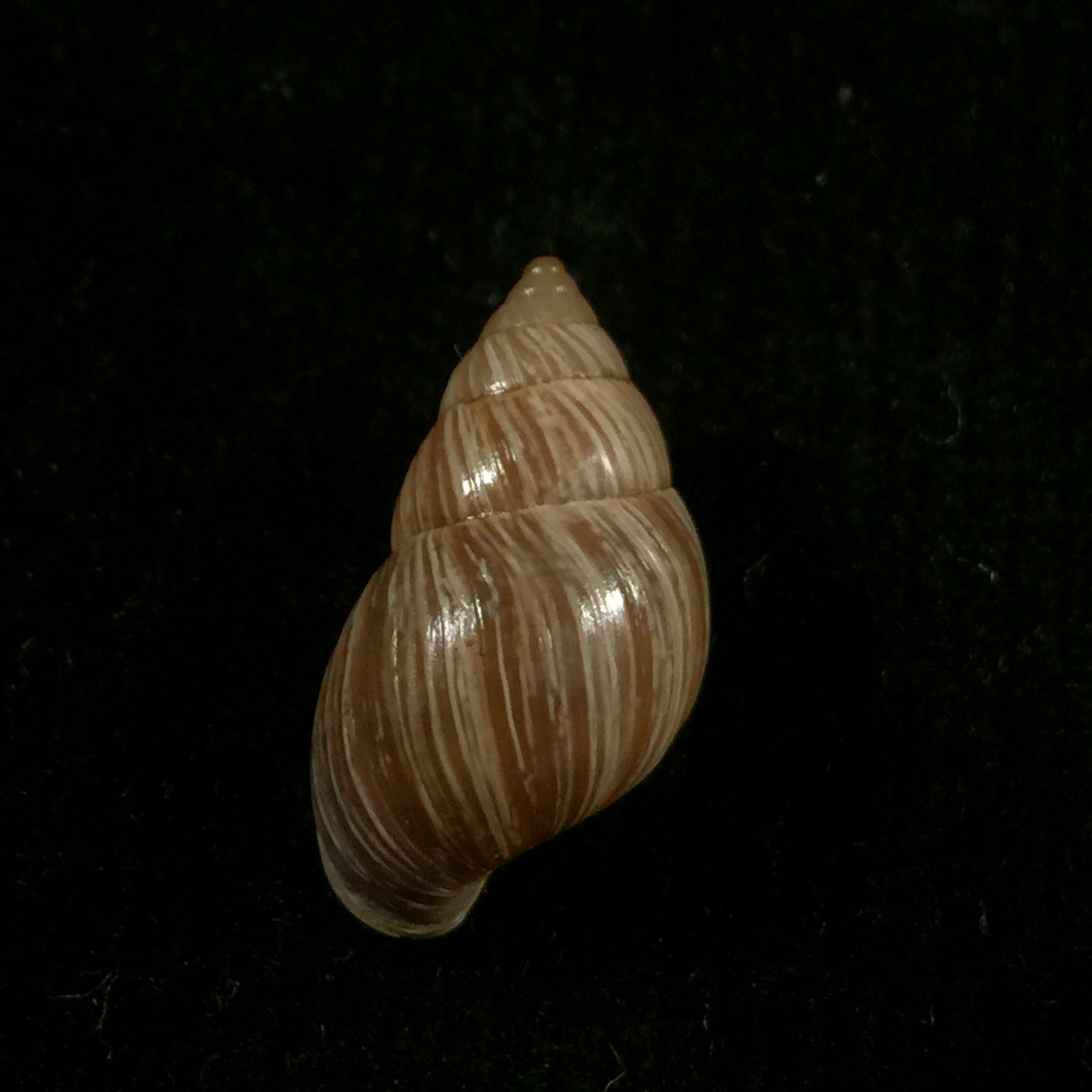 Naesiotus quitensis quitnsis (L. Pfeiffer, 1848) - 18,7mm