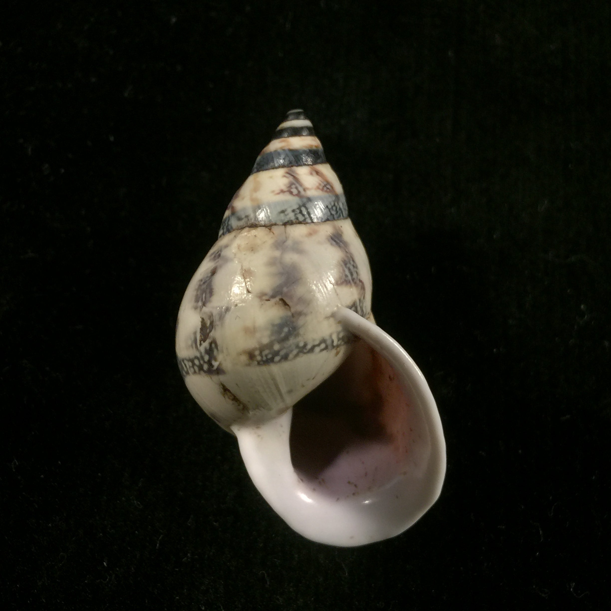 Drymaeus expansus expansus (L. Pfeiffer, 1848) - 34,1毫米