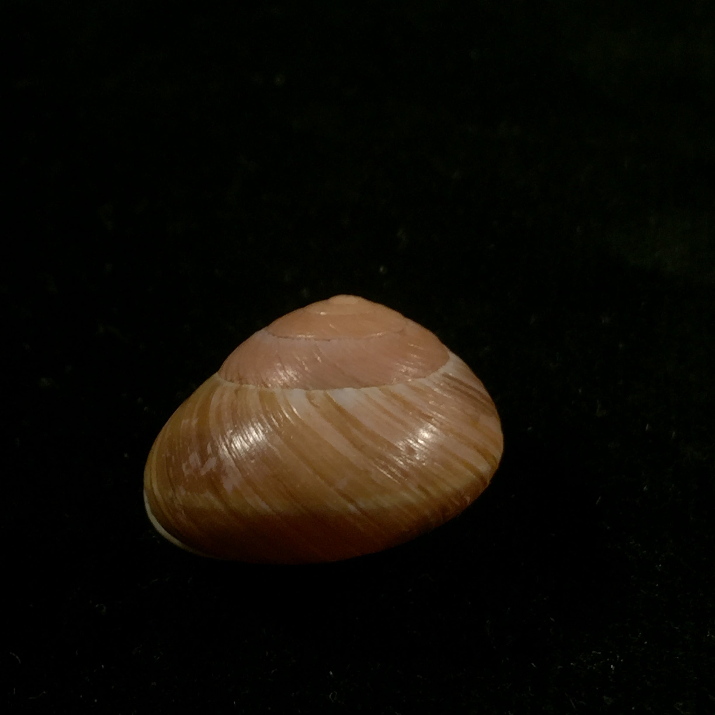 Emoda sagraiana (d'Orbigny, 1842) - 24,9mm
