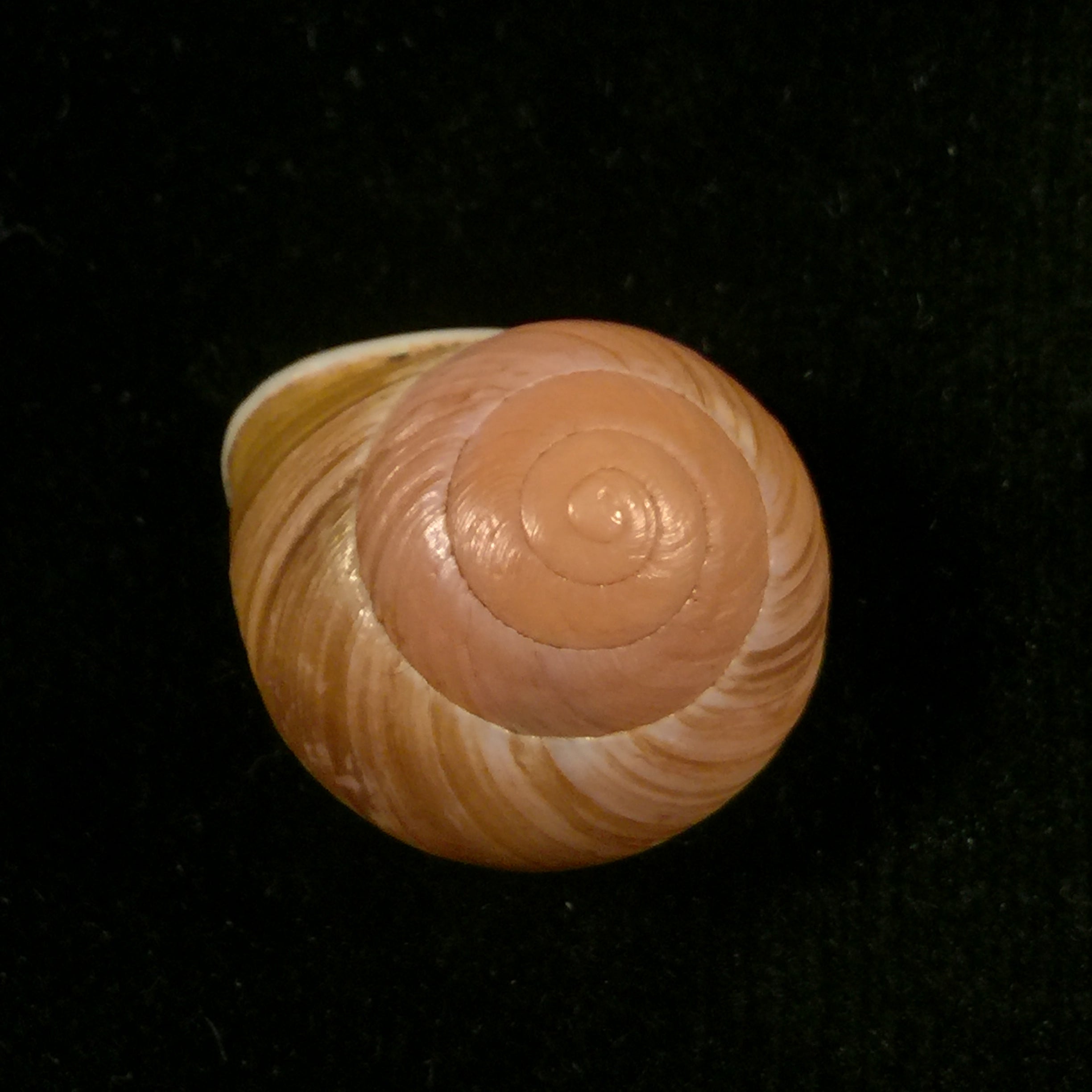 Emoda sagraiana (d'Orbigny, 1842) - 24,9mm