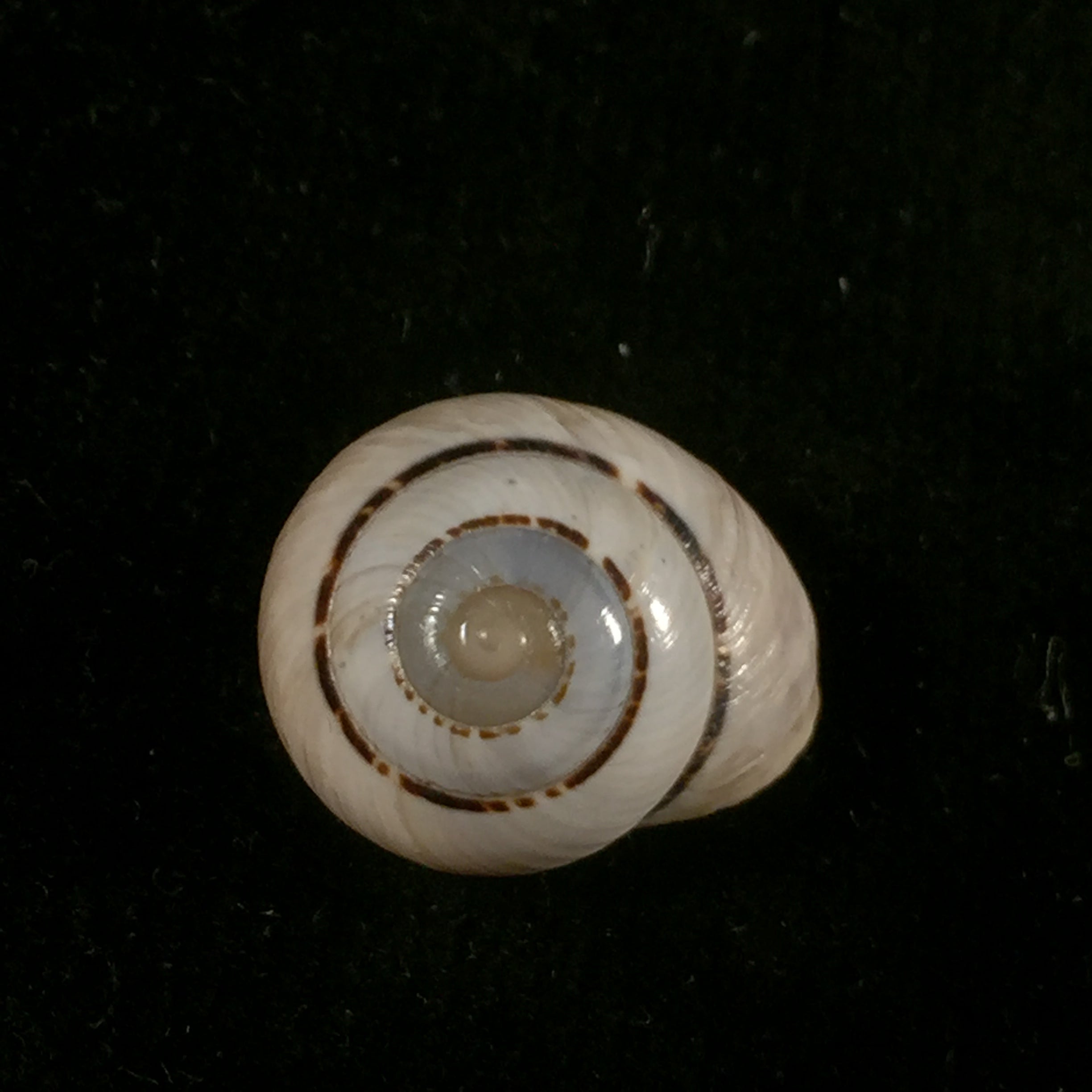 Coryda alauda quinonesi Clench & Aguayo, 1950 - 18,6mm