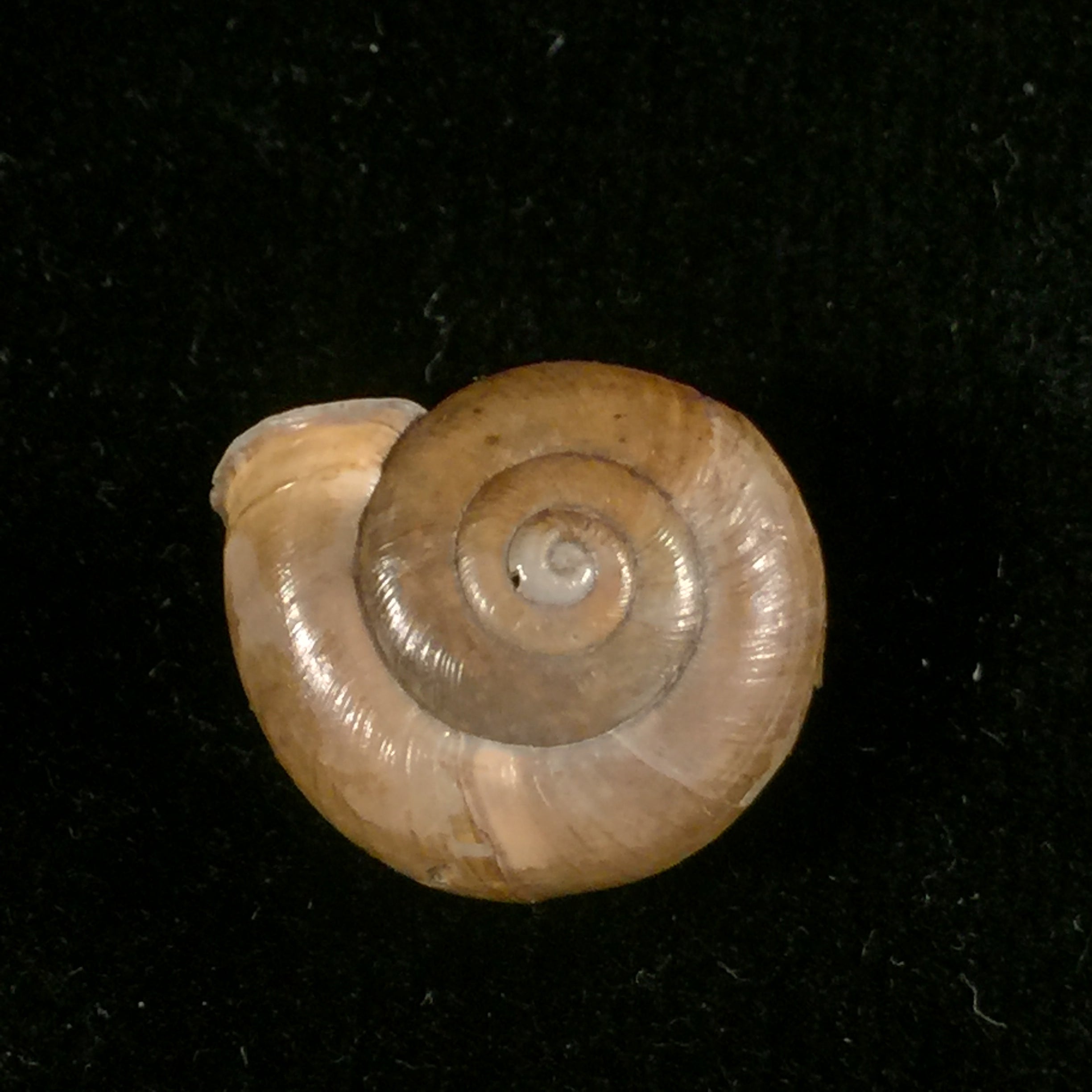 Norelona pyrenaica(Draparnaud,1805)- 17,7毫米