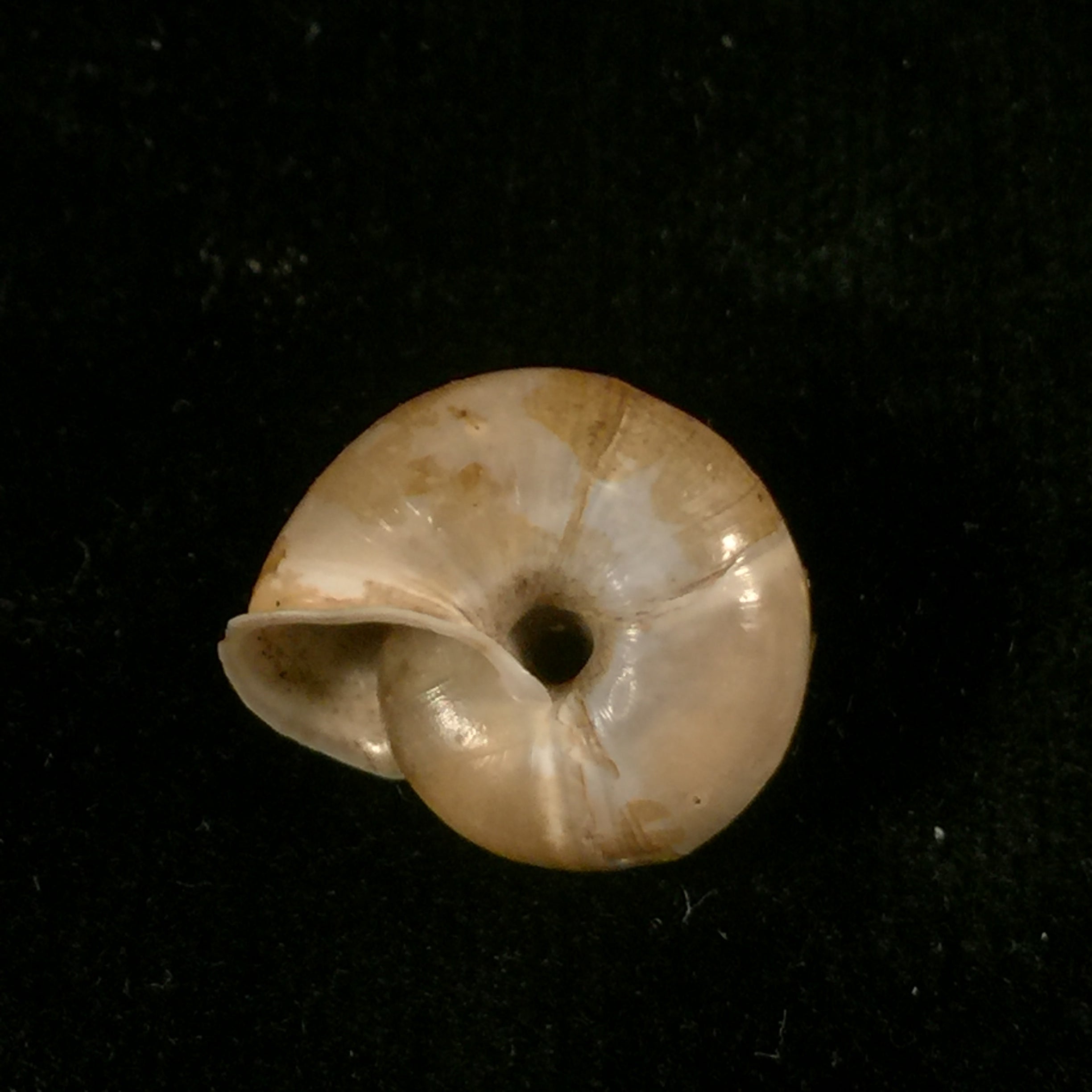Norelona pyrenaica(Draparnaud,1805)- 17,7毫米