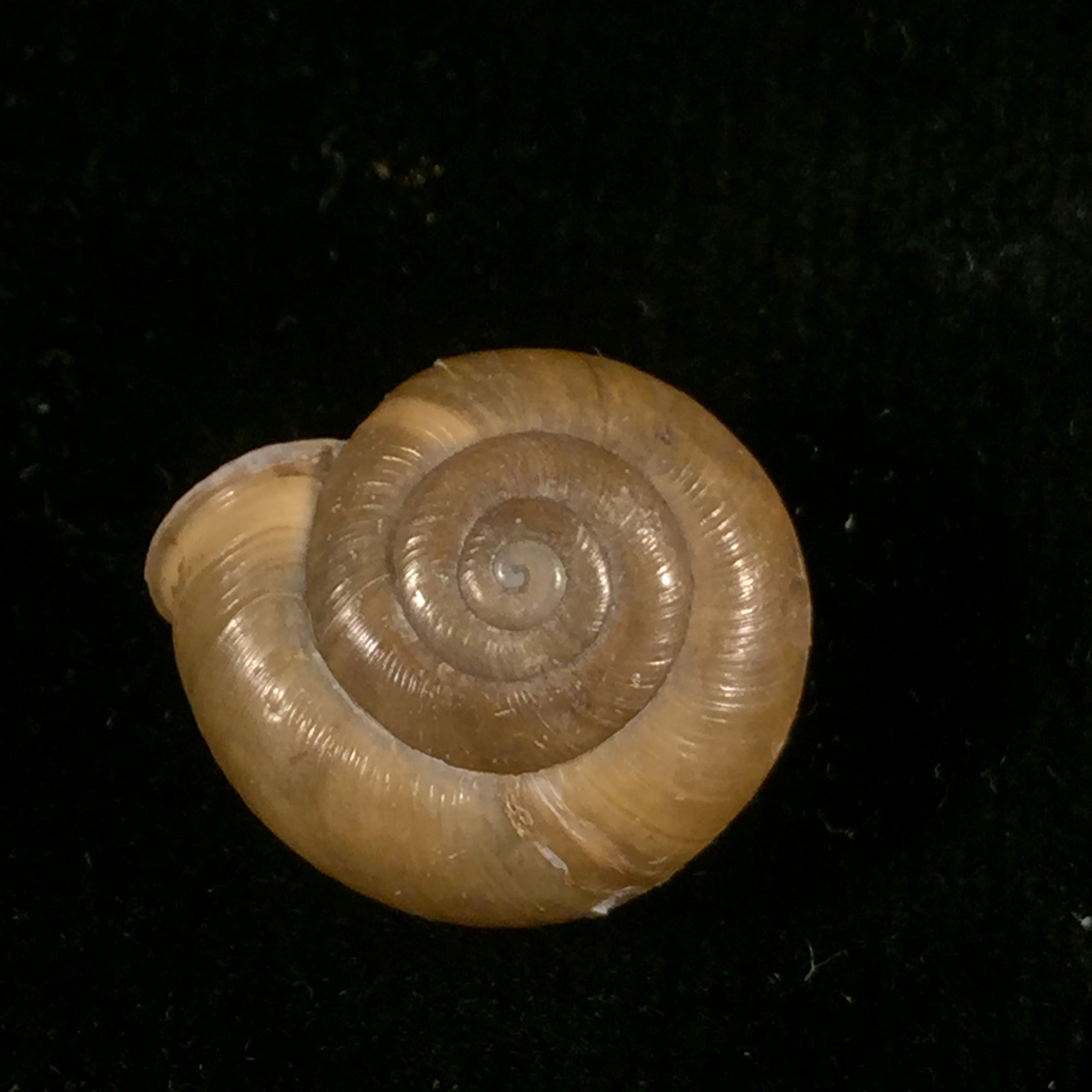 Norelonapyrenaica (Draparnaud, 1805) - 17,9mm