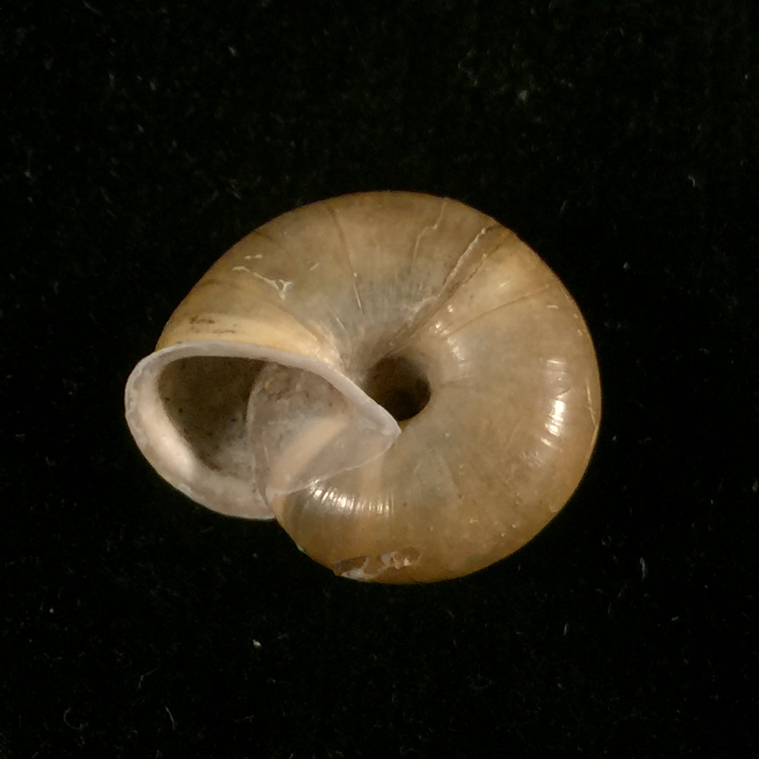 Norelonapyrenaica (Draparnaud, 1805) - 17,9mm