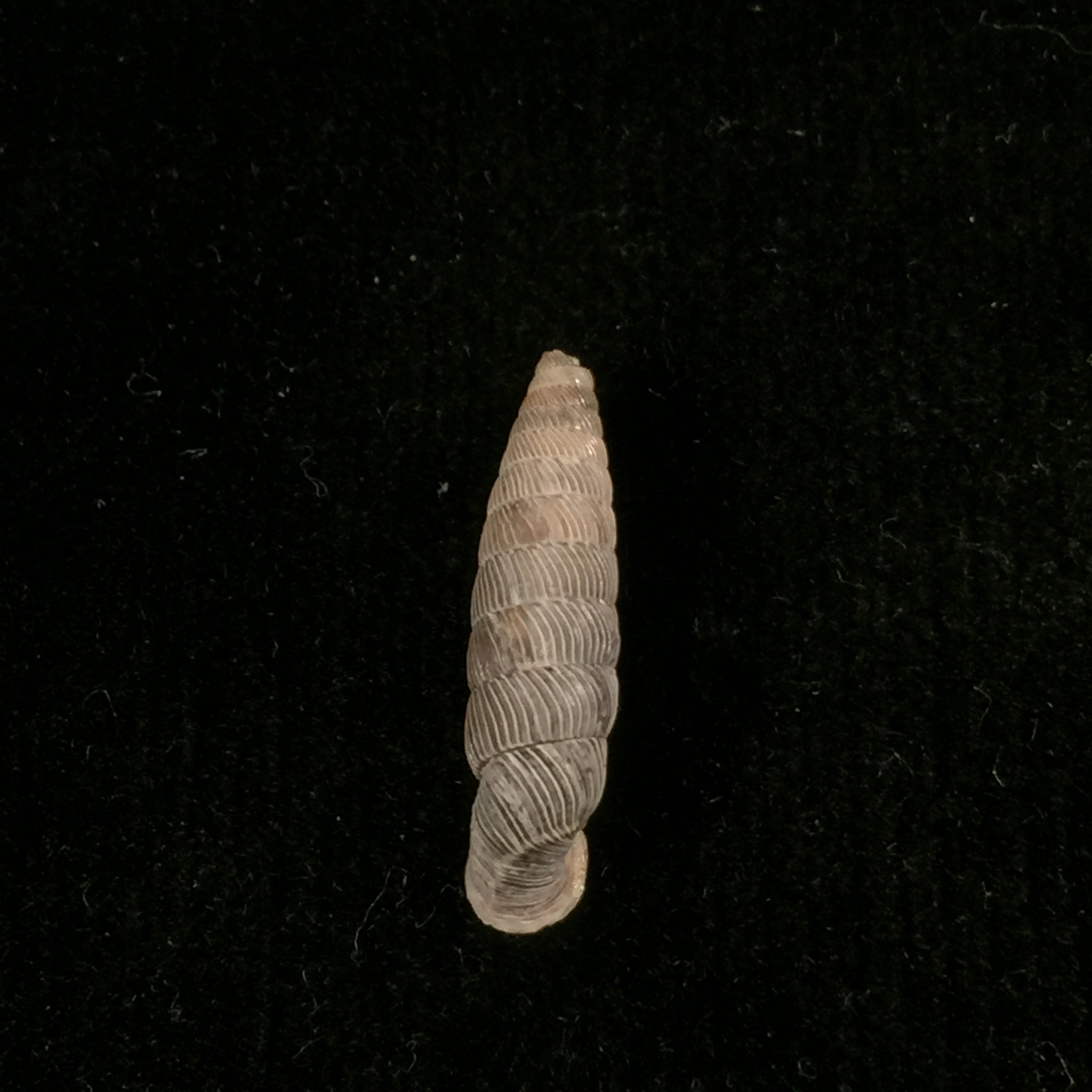 Nodulia vignalensis pallens C.Torre & Bartsch, 1972 - 19,2mm