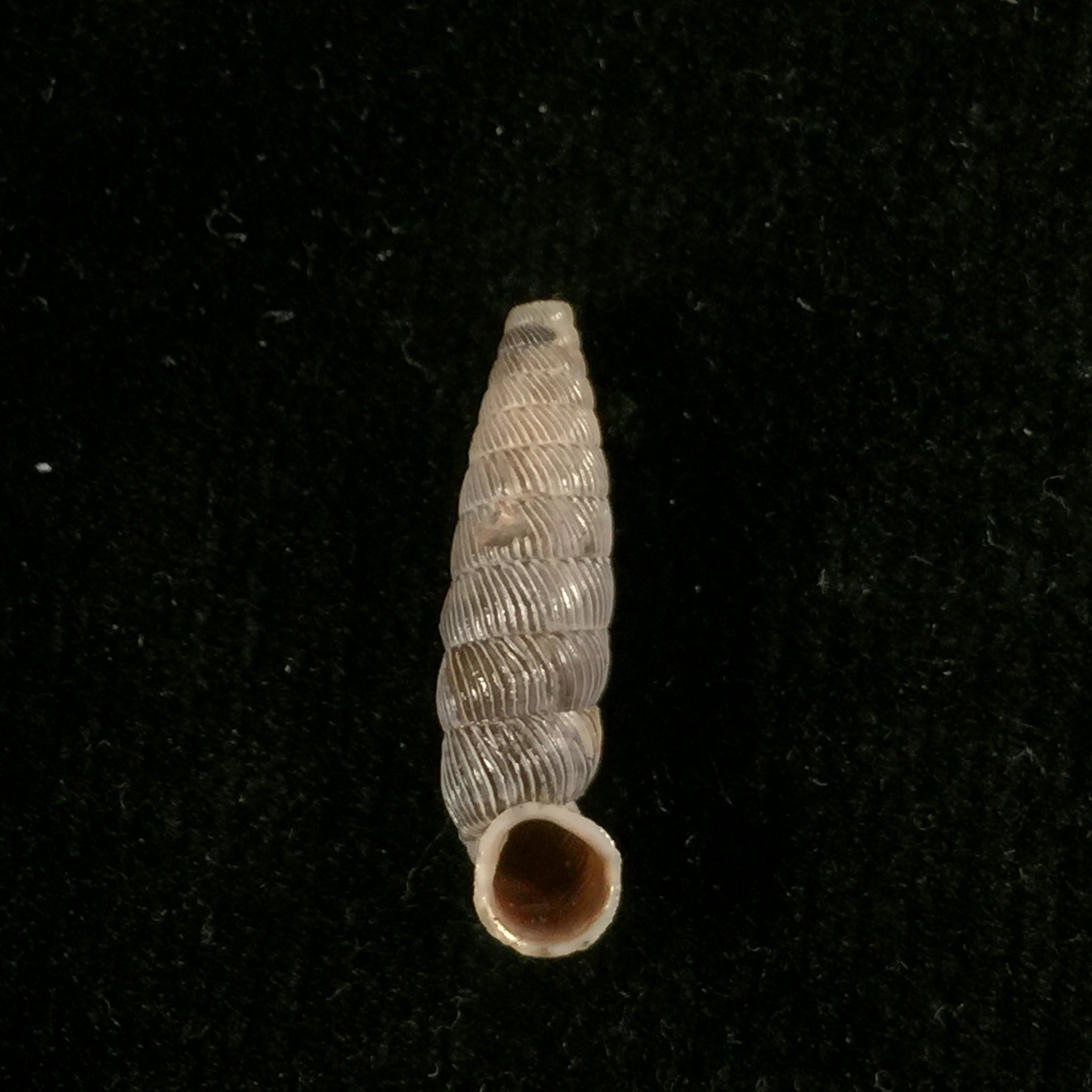 Nodulia vignalensis pallens C.Torre & Bartsch, 1972 - 19,2mm