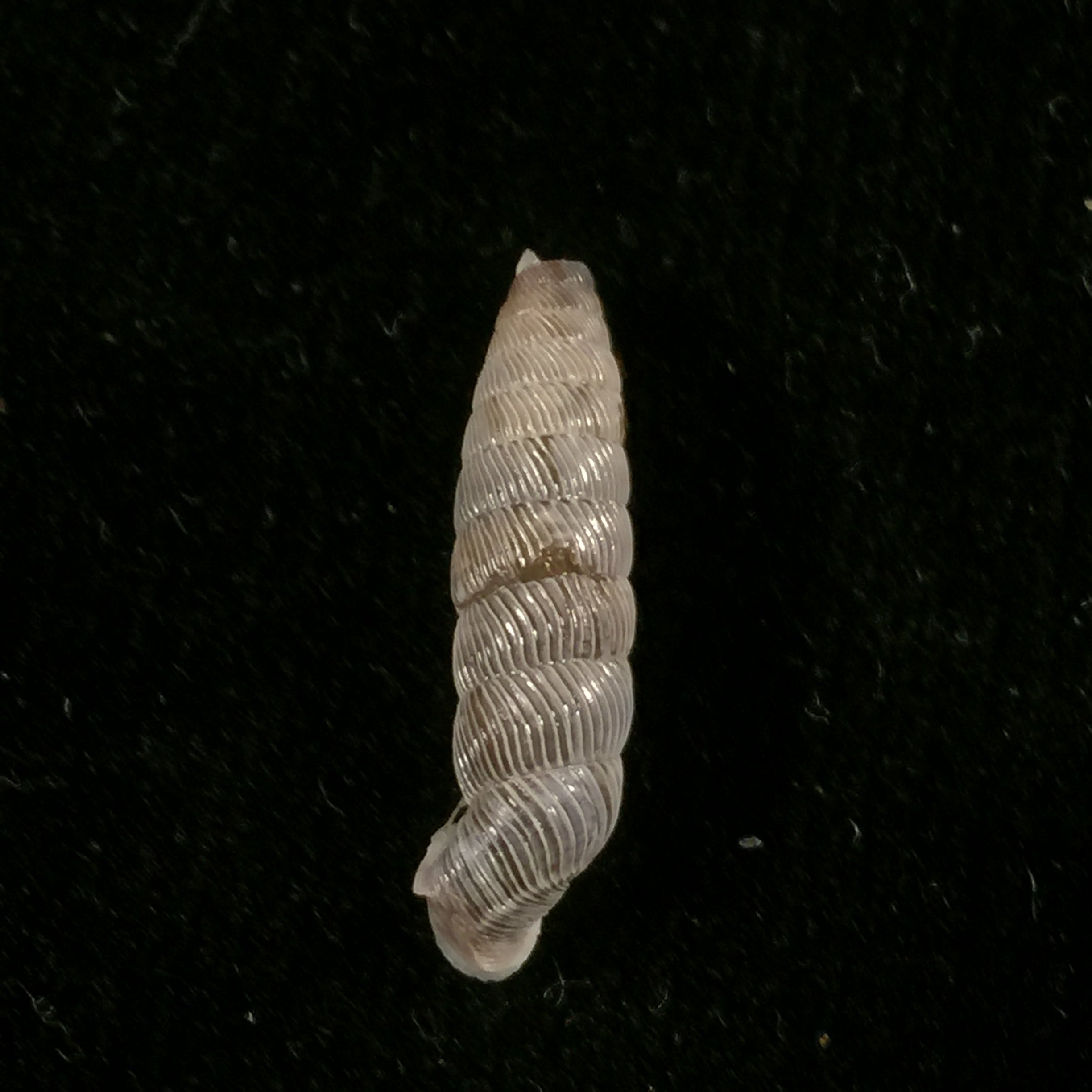 Nodulia vignalensis pallens C.Torre & Bartsch, 1972 - 19,6mm