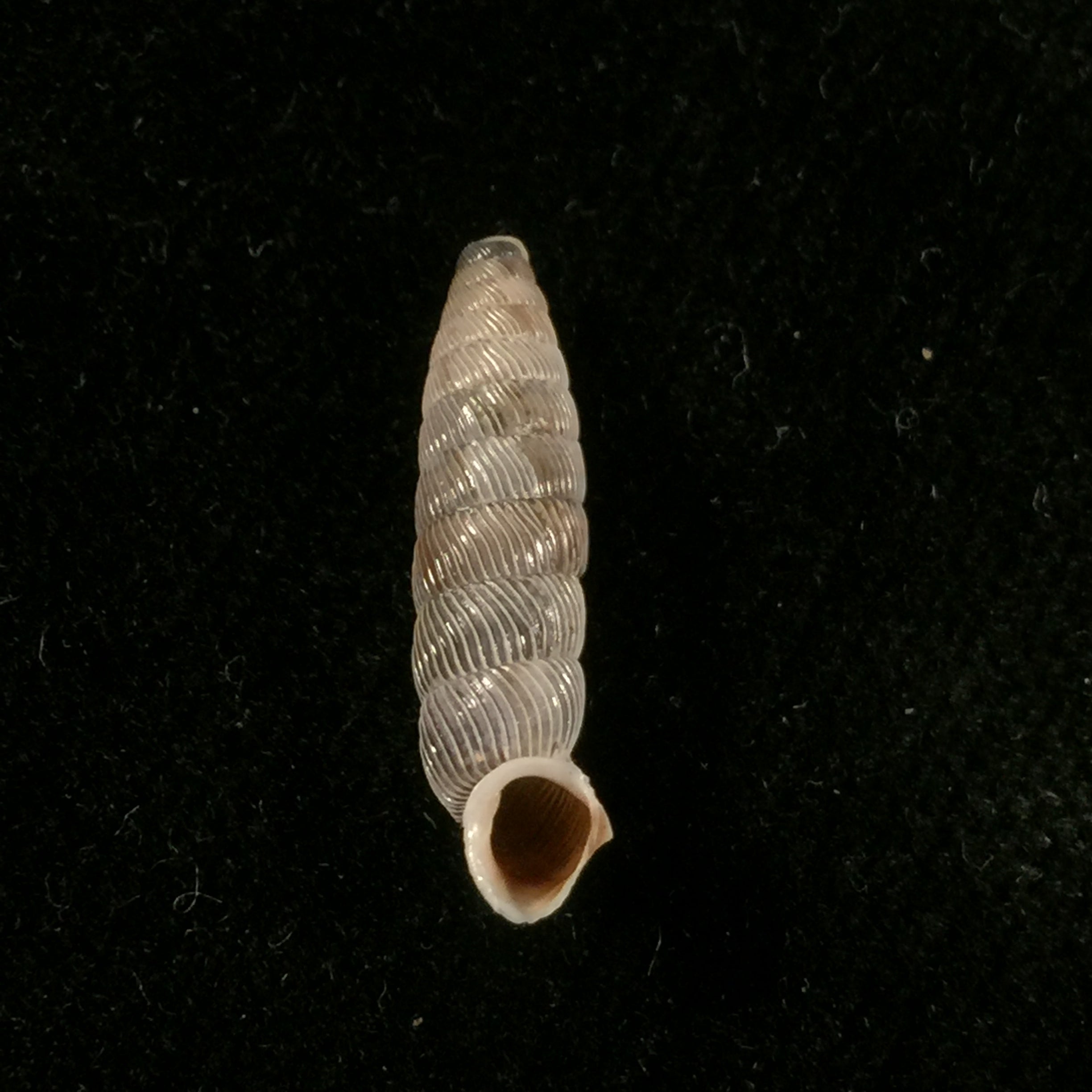 Nodulia vignalensis pallens C.Torre & Bartsch, 1972 - 19,6mm