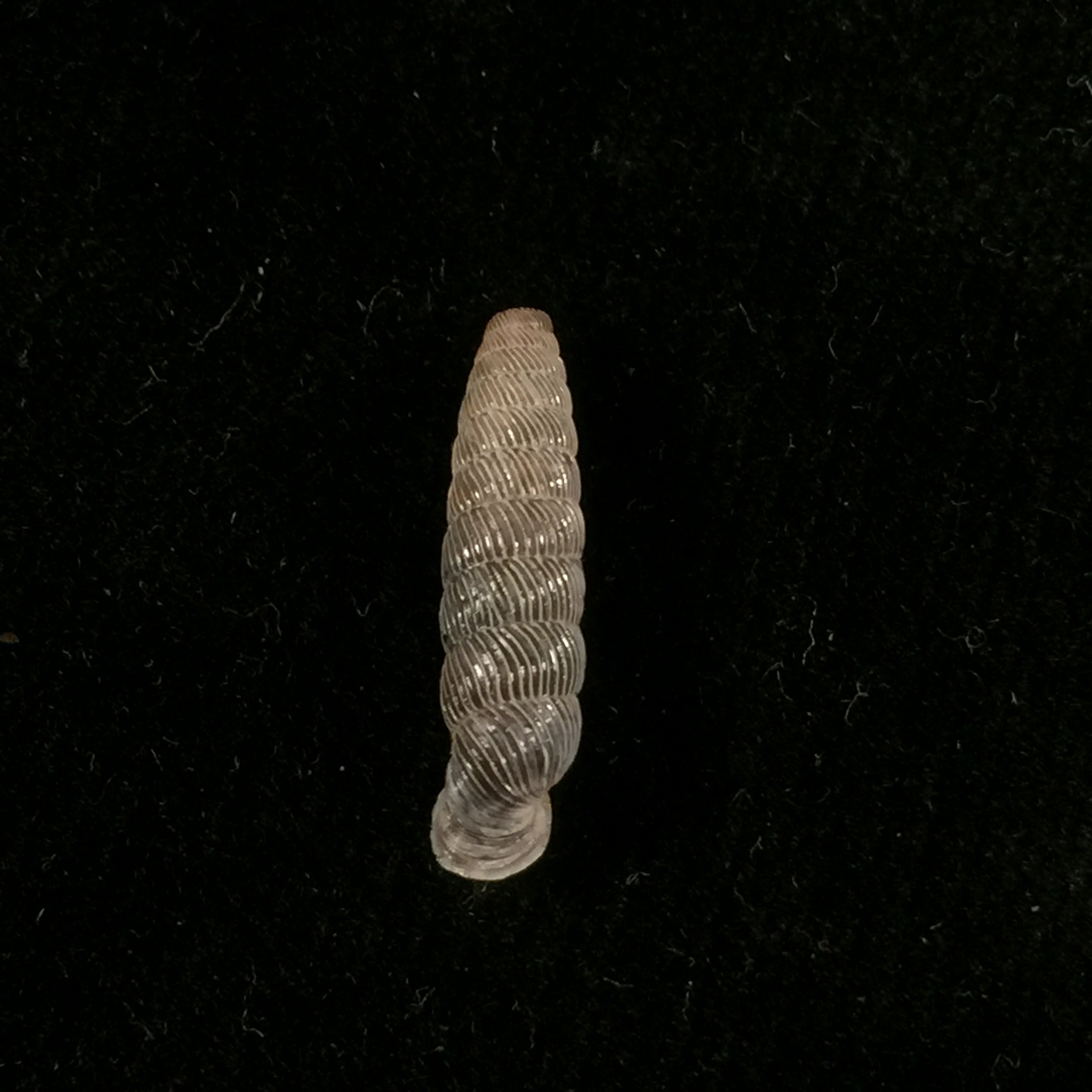 Nodulia vignalensis pallens C.Torre & Bartsch, 1972 - 18,6mm