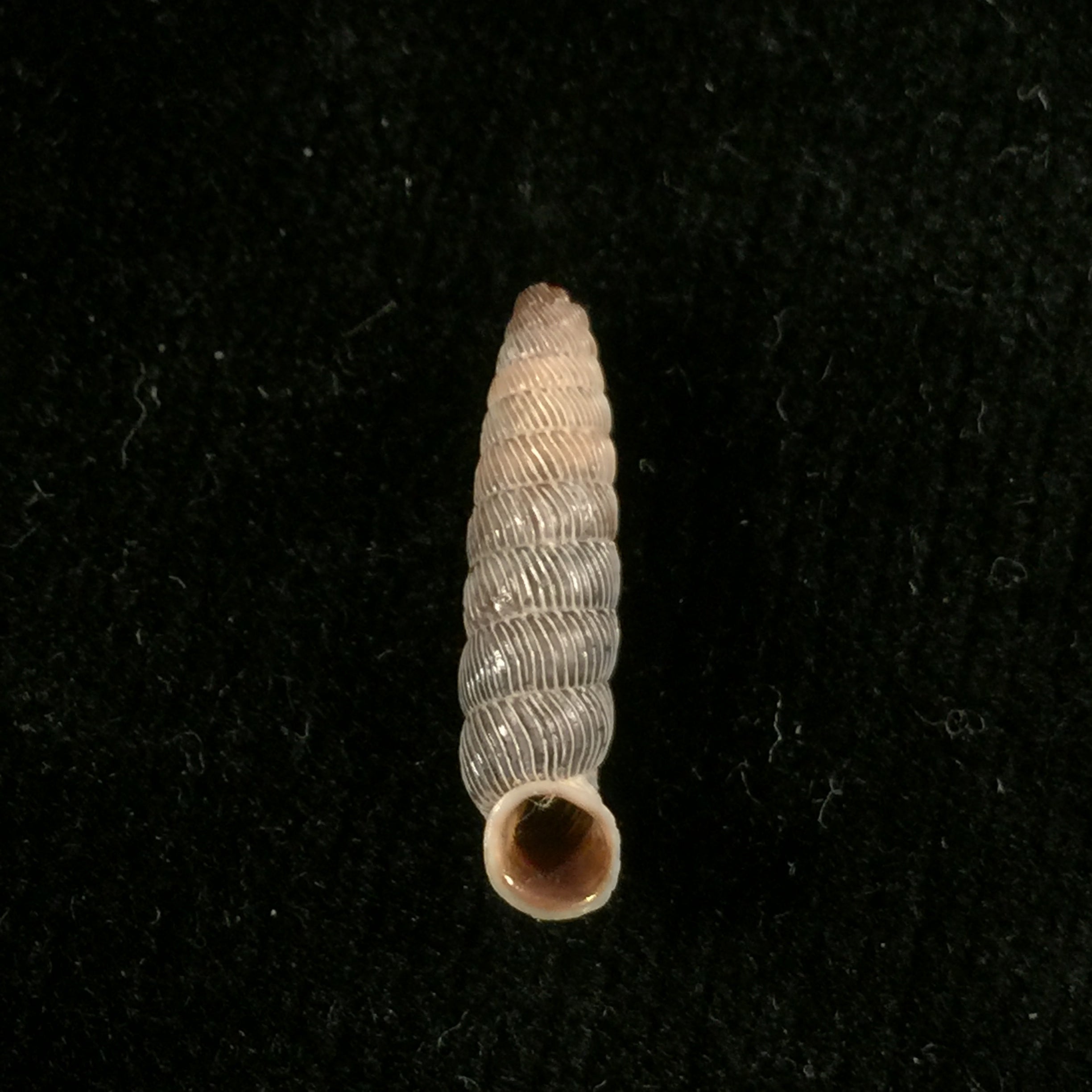 Nodulia vignalensis pallens C.Torre & Bartsch, 1972 - 18,6mm