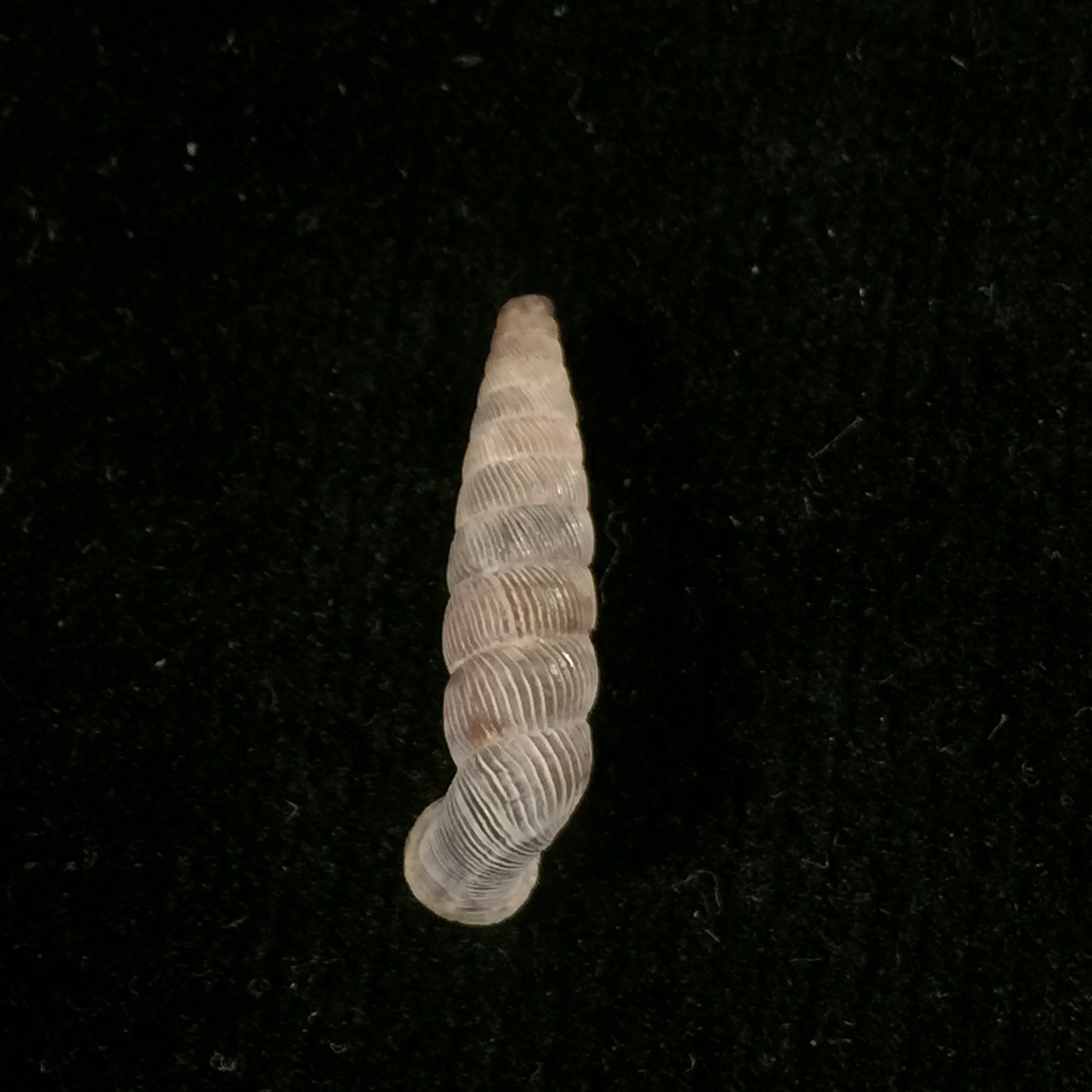 Nodulia vignalensis pallens C.Torre & Bartsch, 1972 - 19,2mm