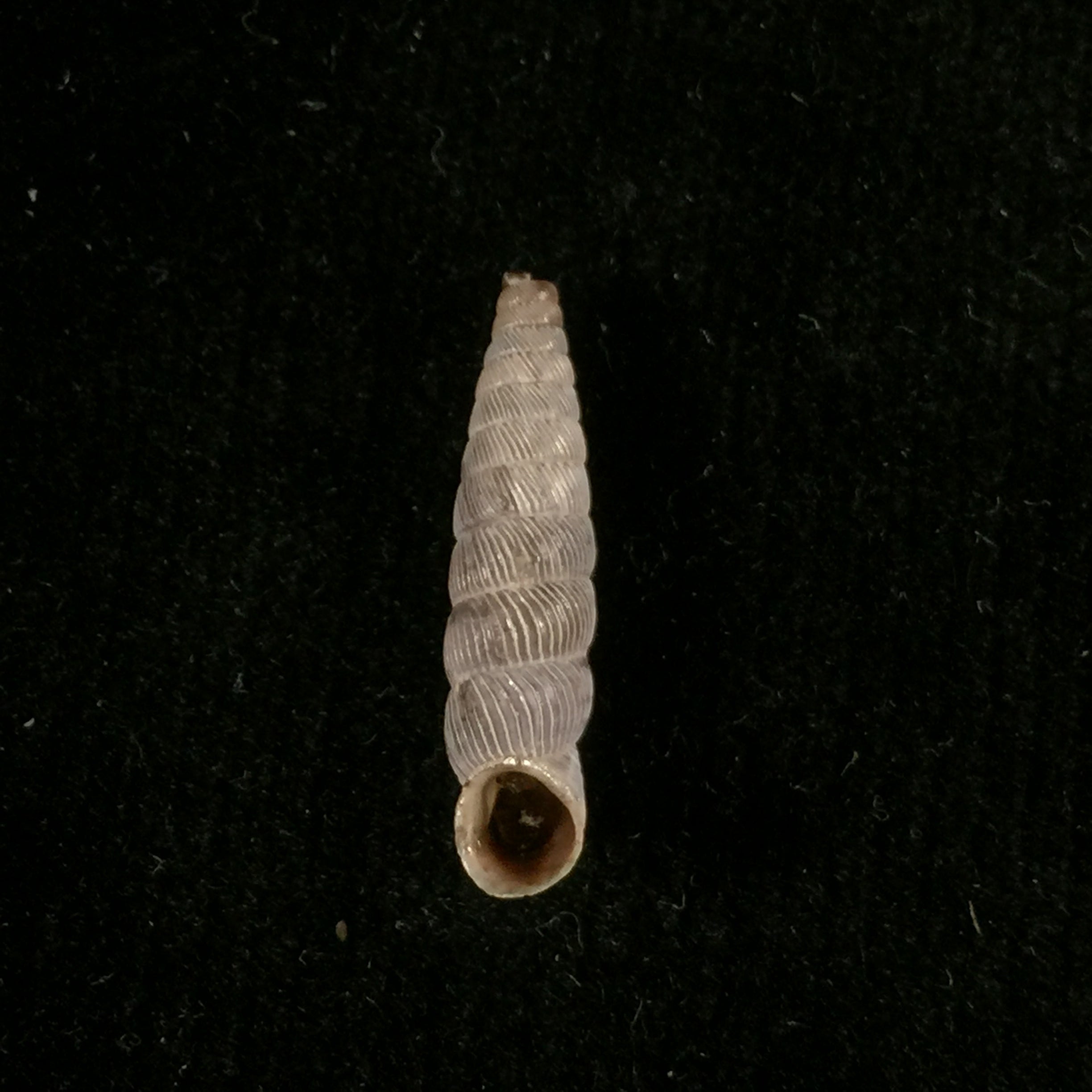 Nodulia vignalensis pallens C.Torre & Bartsch, 1972 - 19,2mm