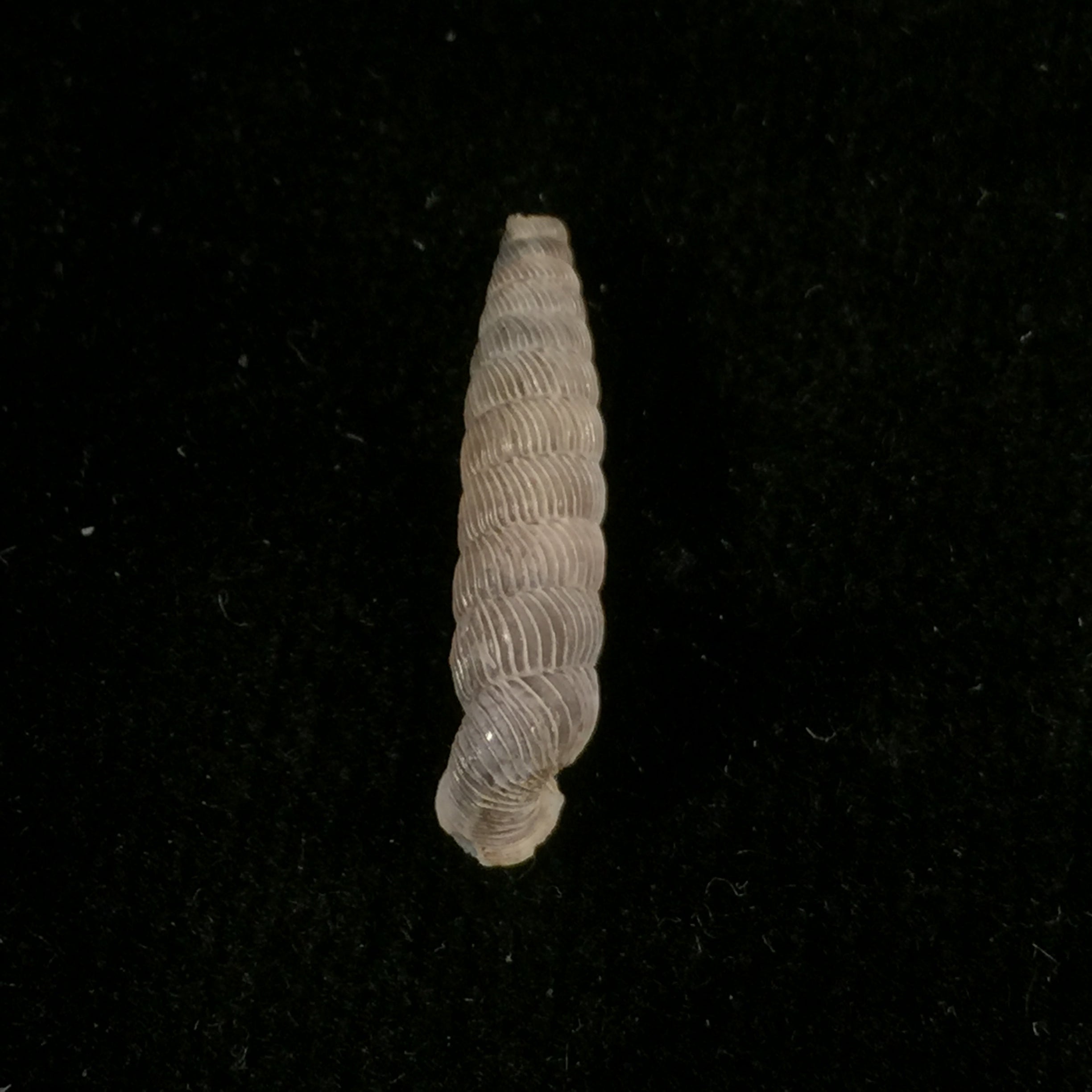 Nodulia vignalensis pallens C.Torre & Bartsch, 1972 - 20,6mm