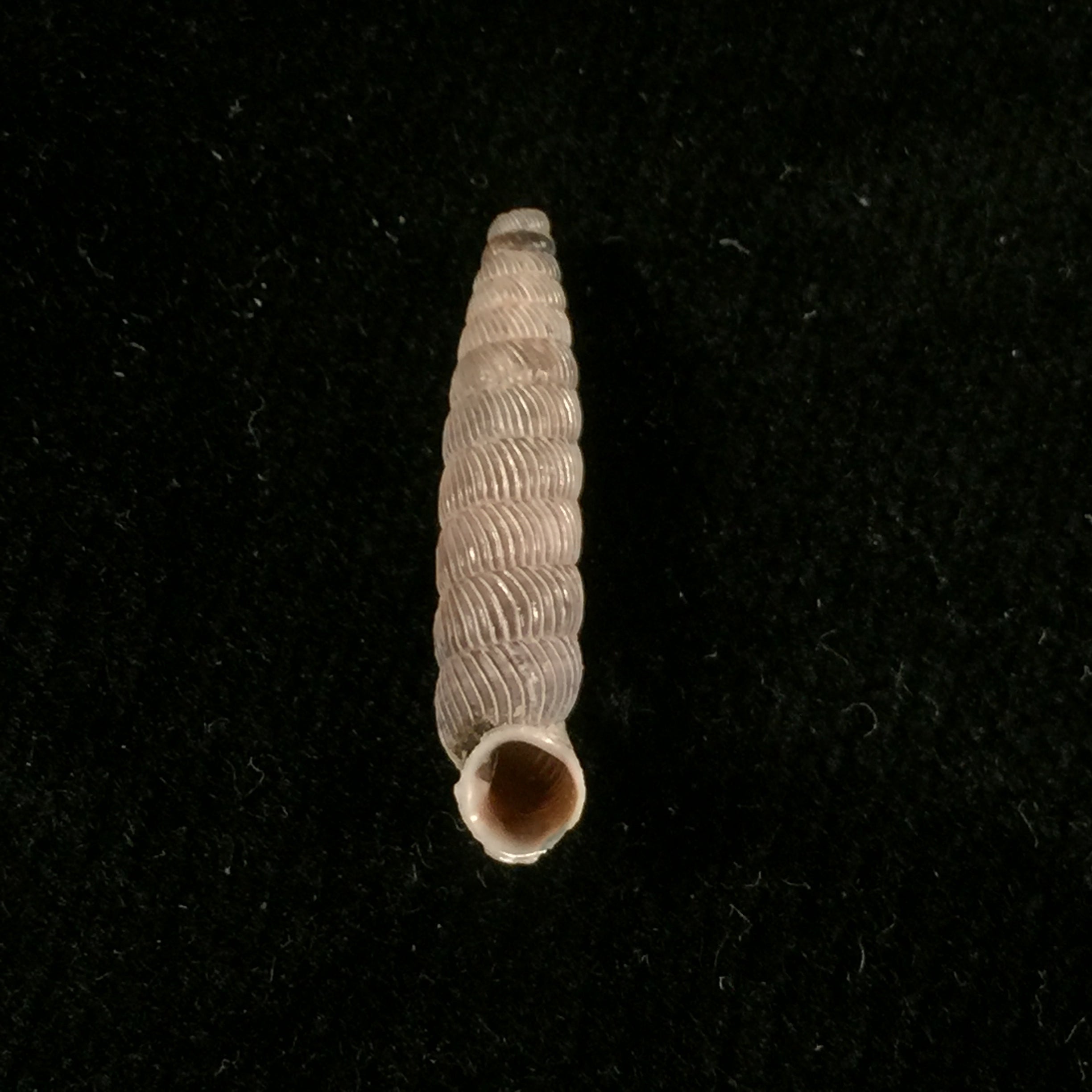 Nodulia vignalensis pallens C.Torre & Bartsch, 1972 - 20,6mm