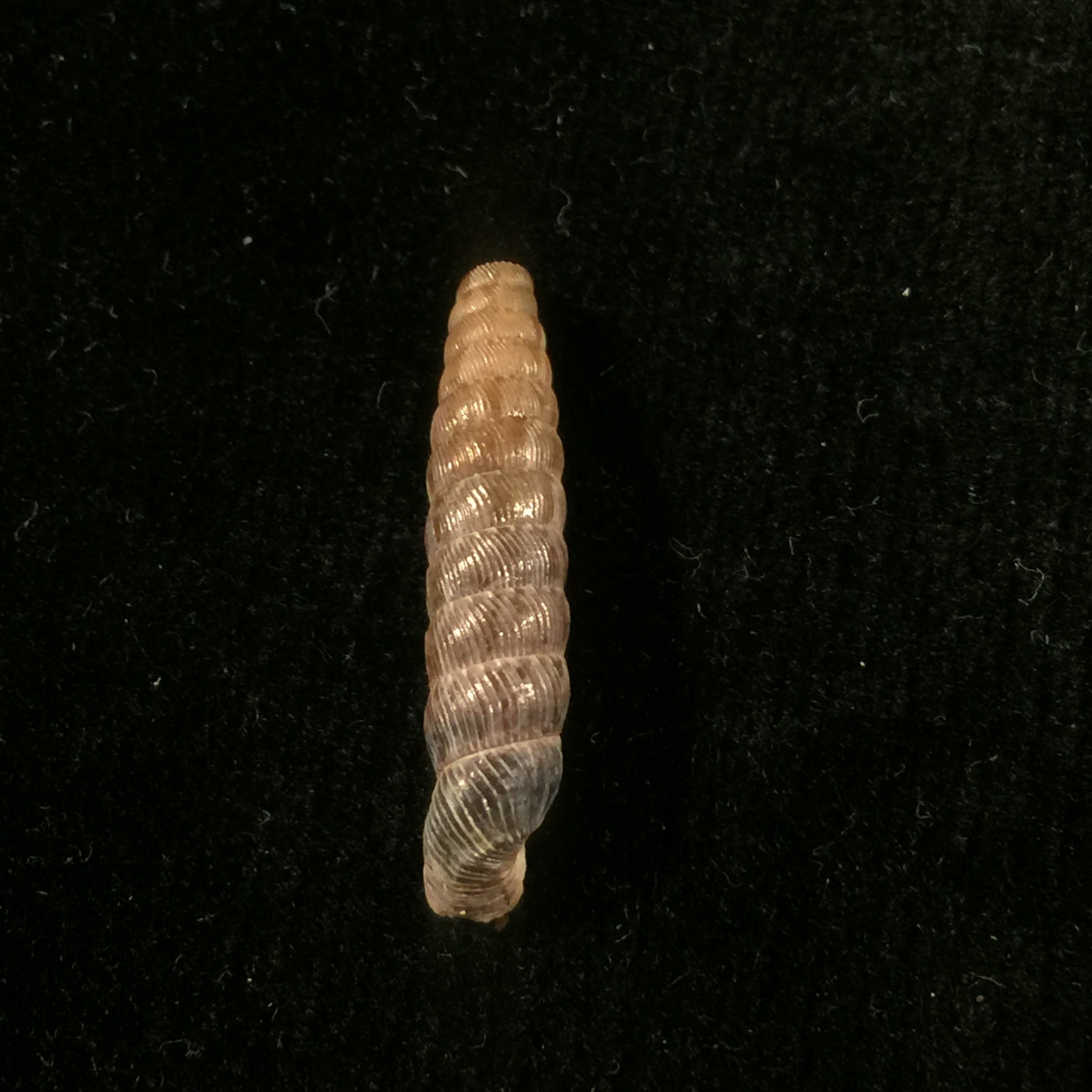 Nodulia vignalensis pallens C.Torre & Bartsch, 1972 - 22,6mm