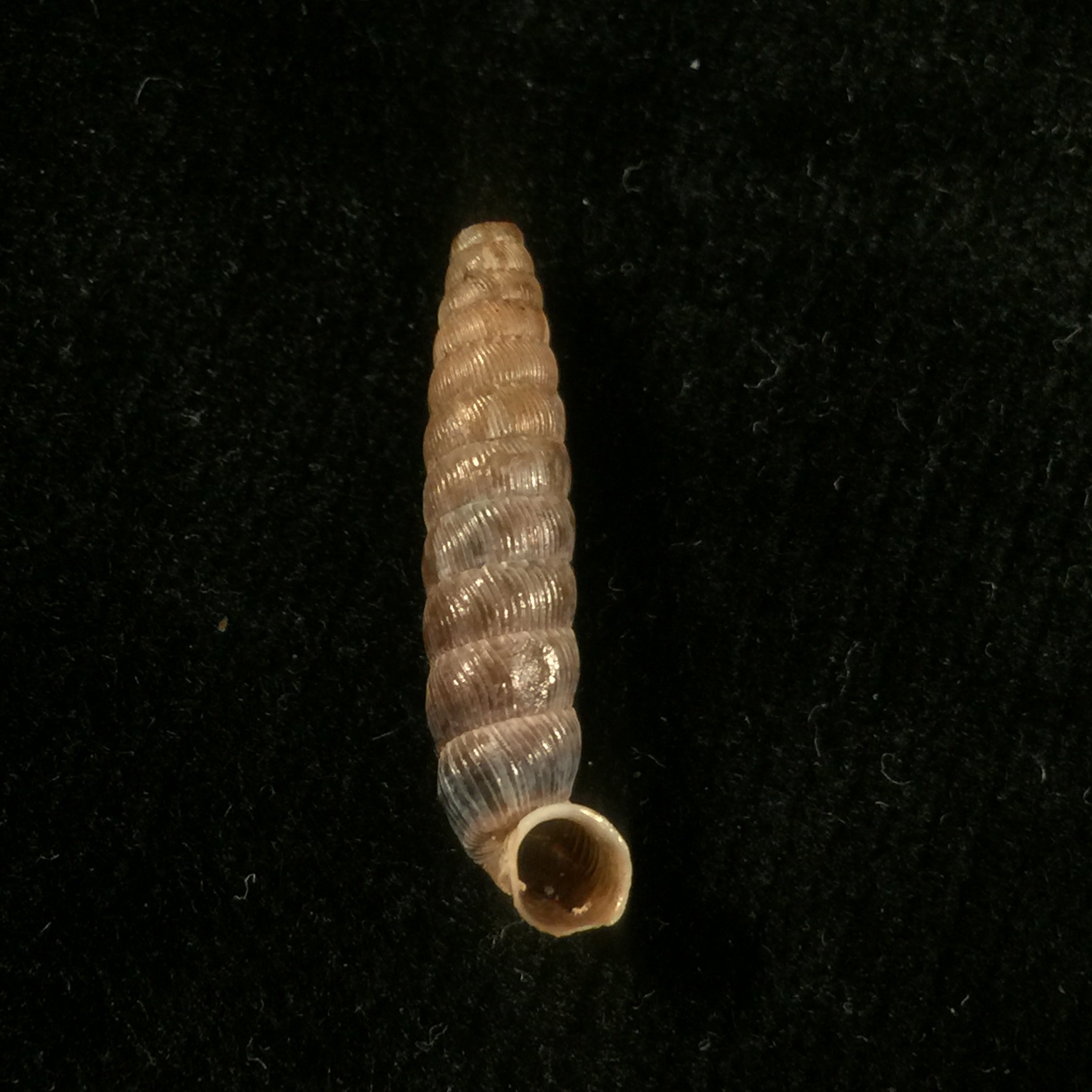 Nodulia vignalensis pallens C.Torre & Bartsch, 1972 - 22,6mm