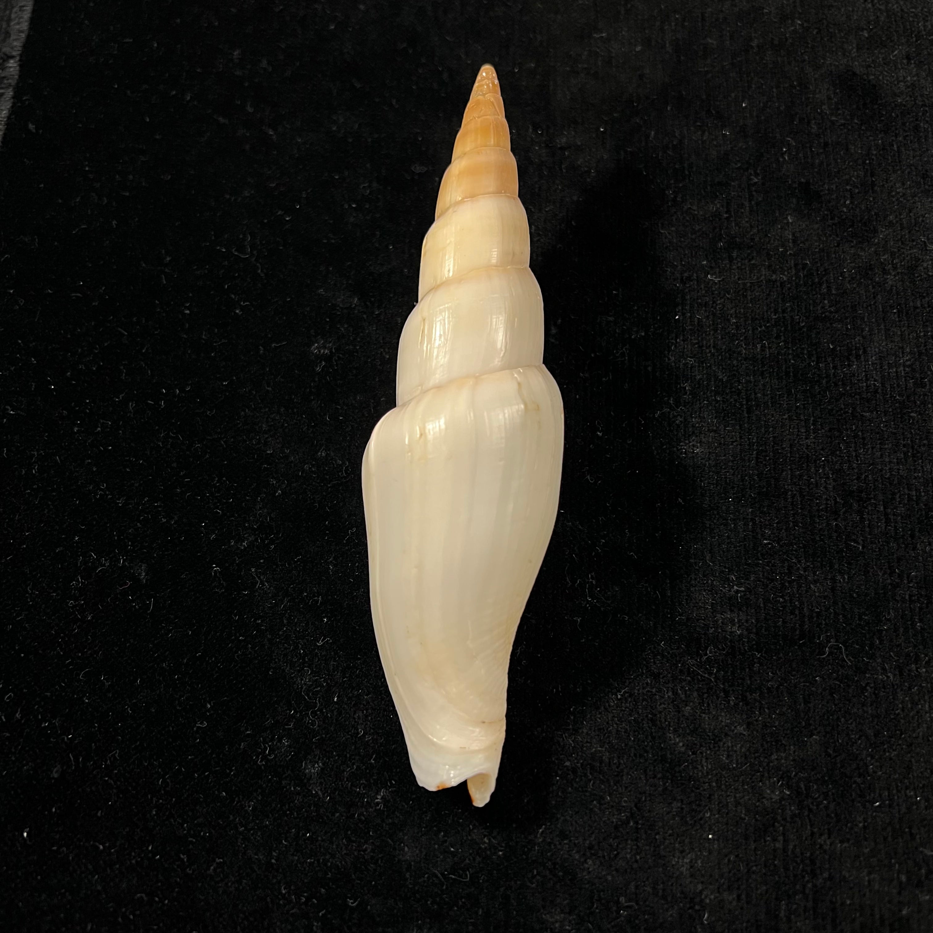 Isara swainsonii(Broderip,1836)- 128毫米