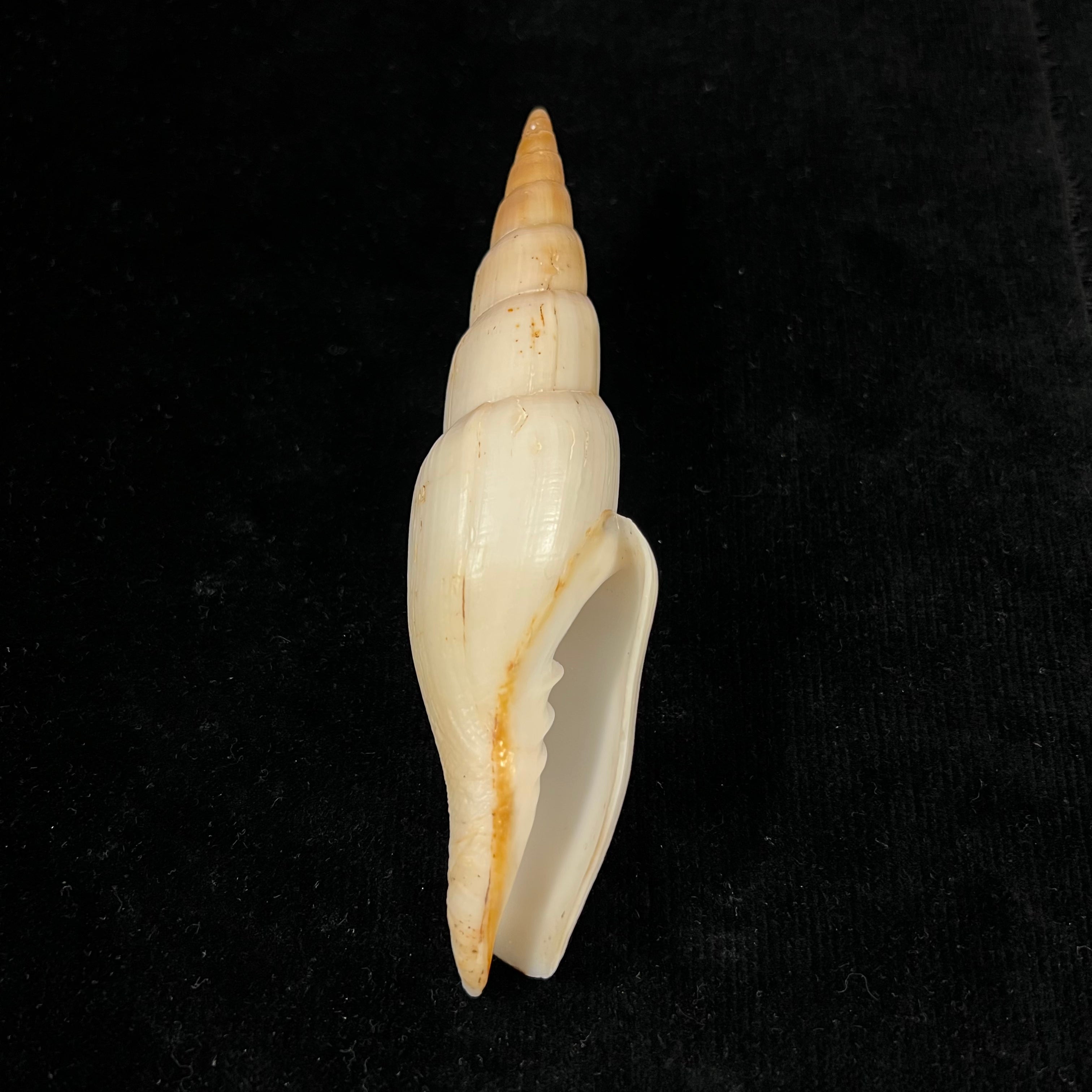 Isara swainsonii(Broderip,1836)- 128毫米