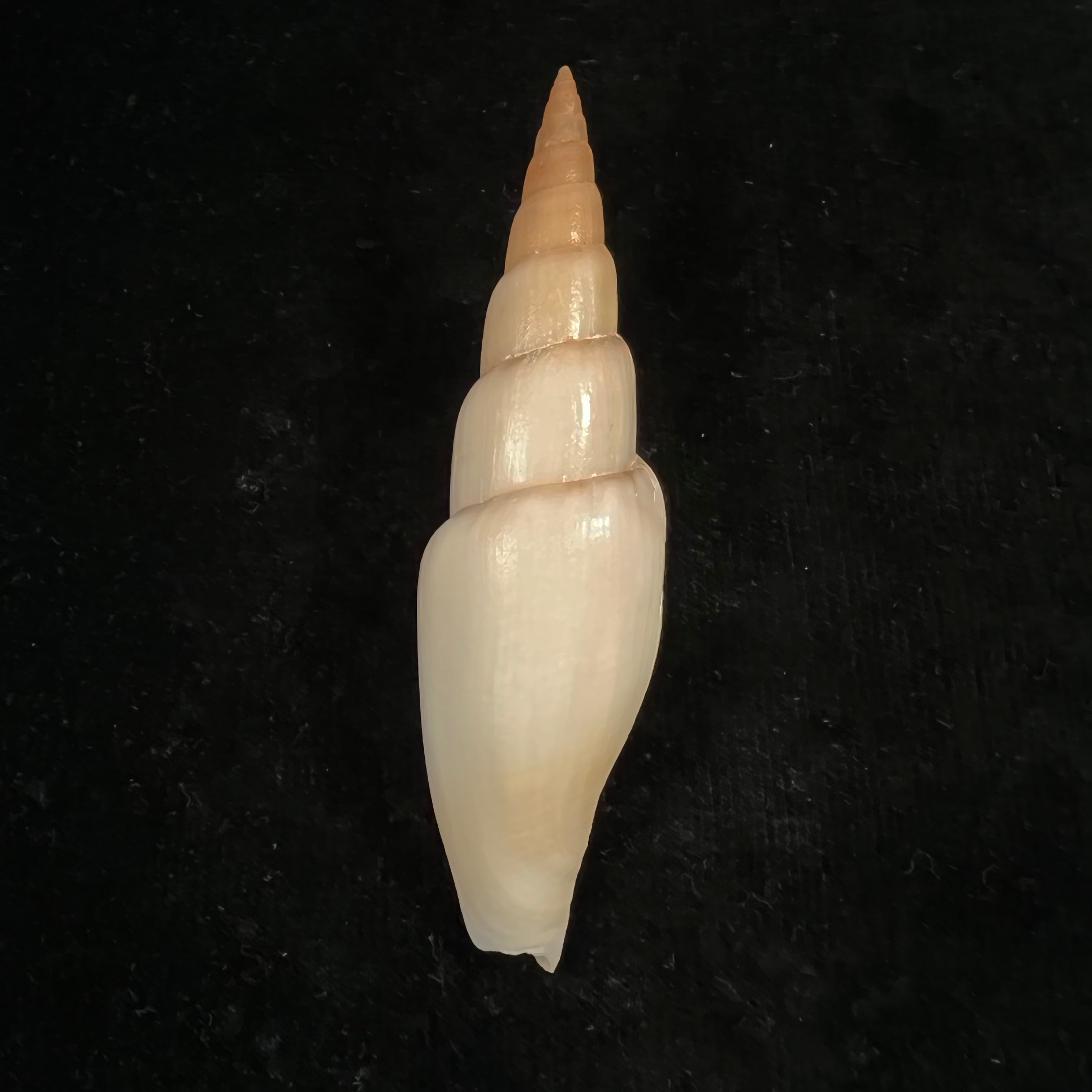 Isara swainsonii (Broderip, 1836) - 122,7毫米