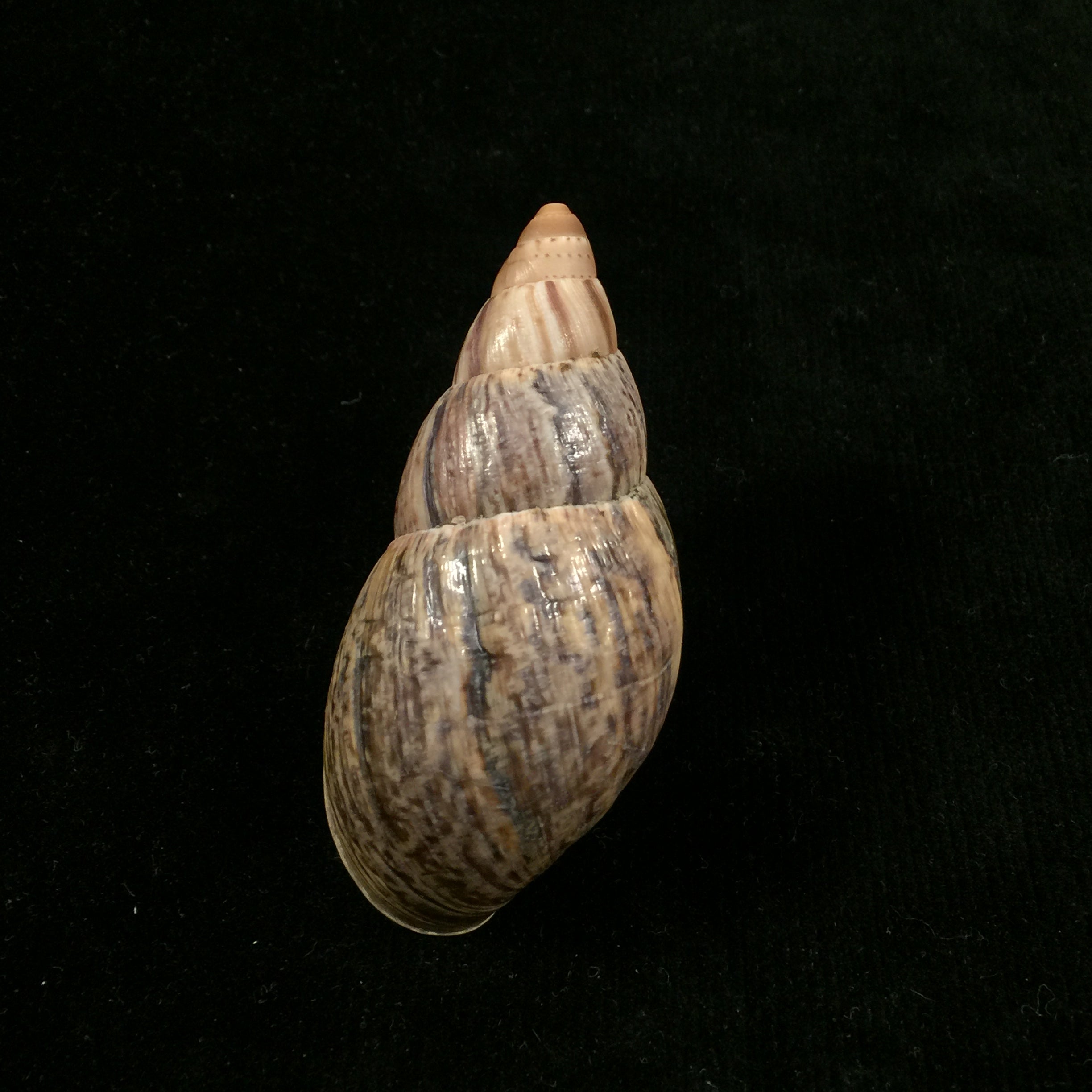 Quechua olmosensis (Zilch, 1954) - 70,8mm