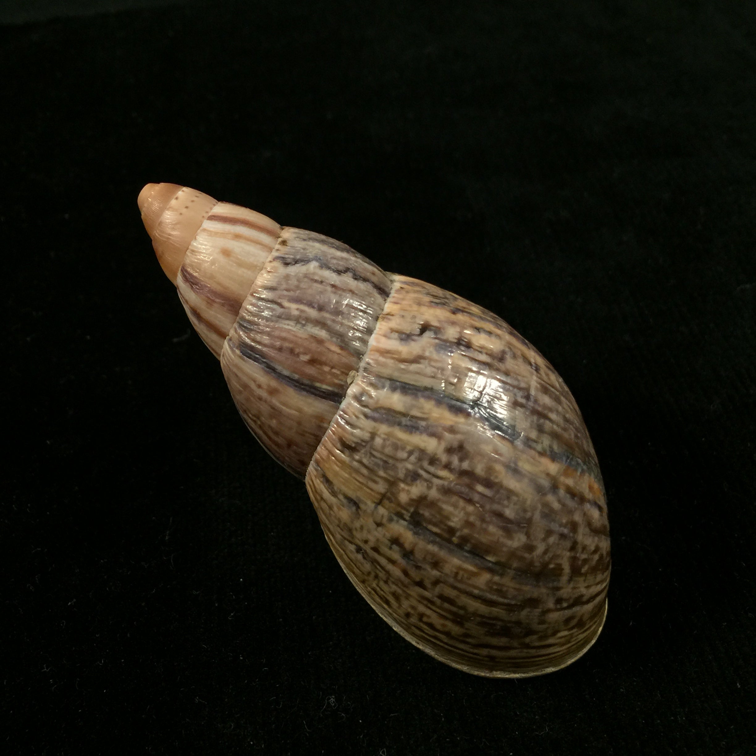 Quechua olmosensis (Zilch, 1954) - 70,8mm