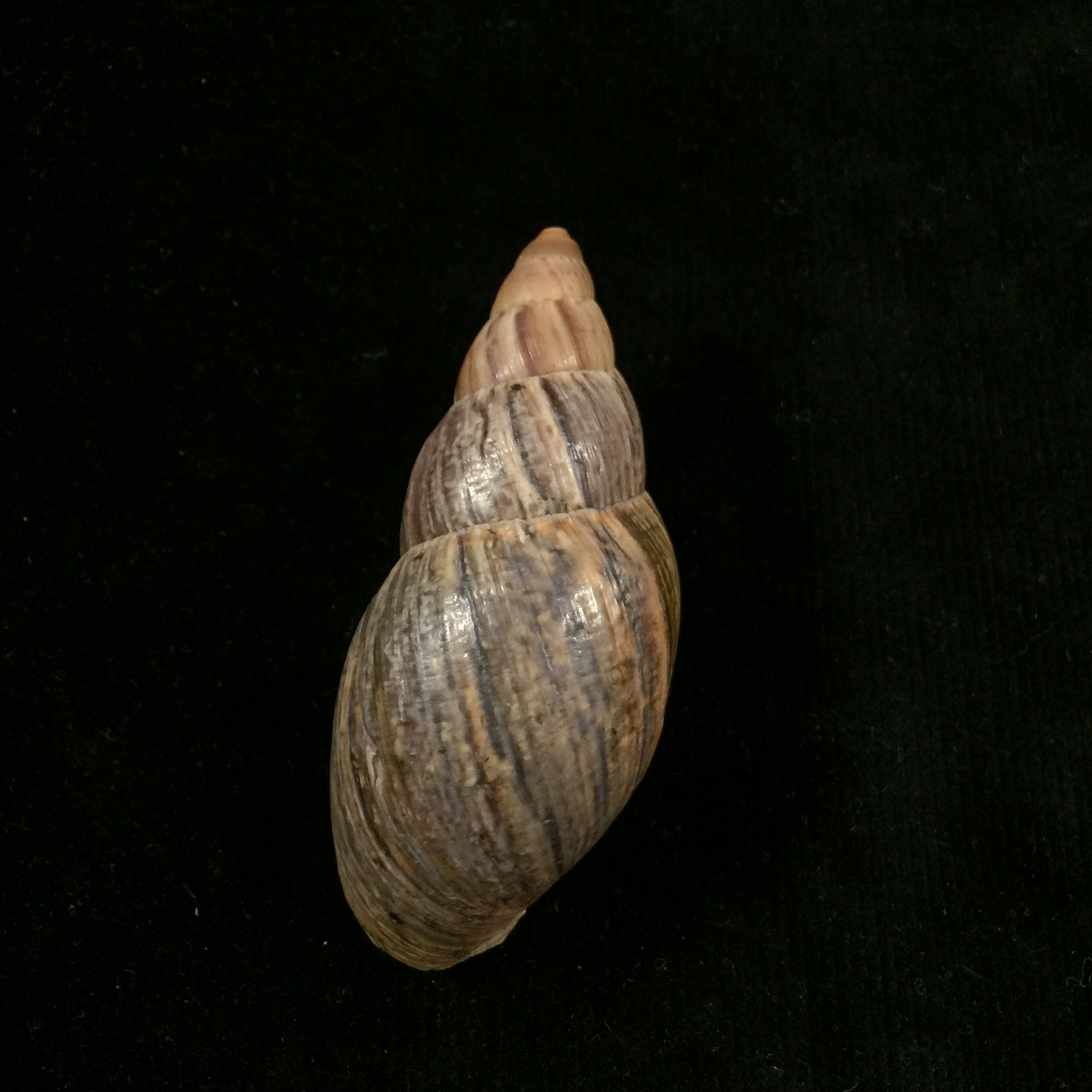 Quechua olmosensis (Zilch, 1954) - 70,6mm