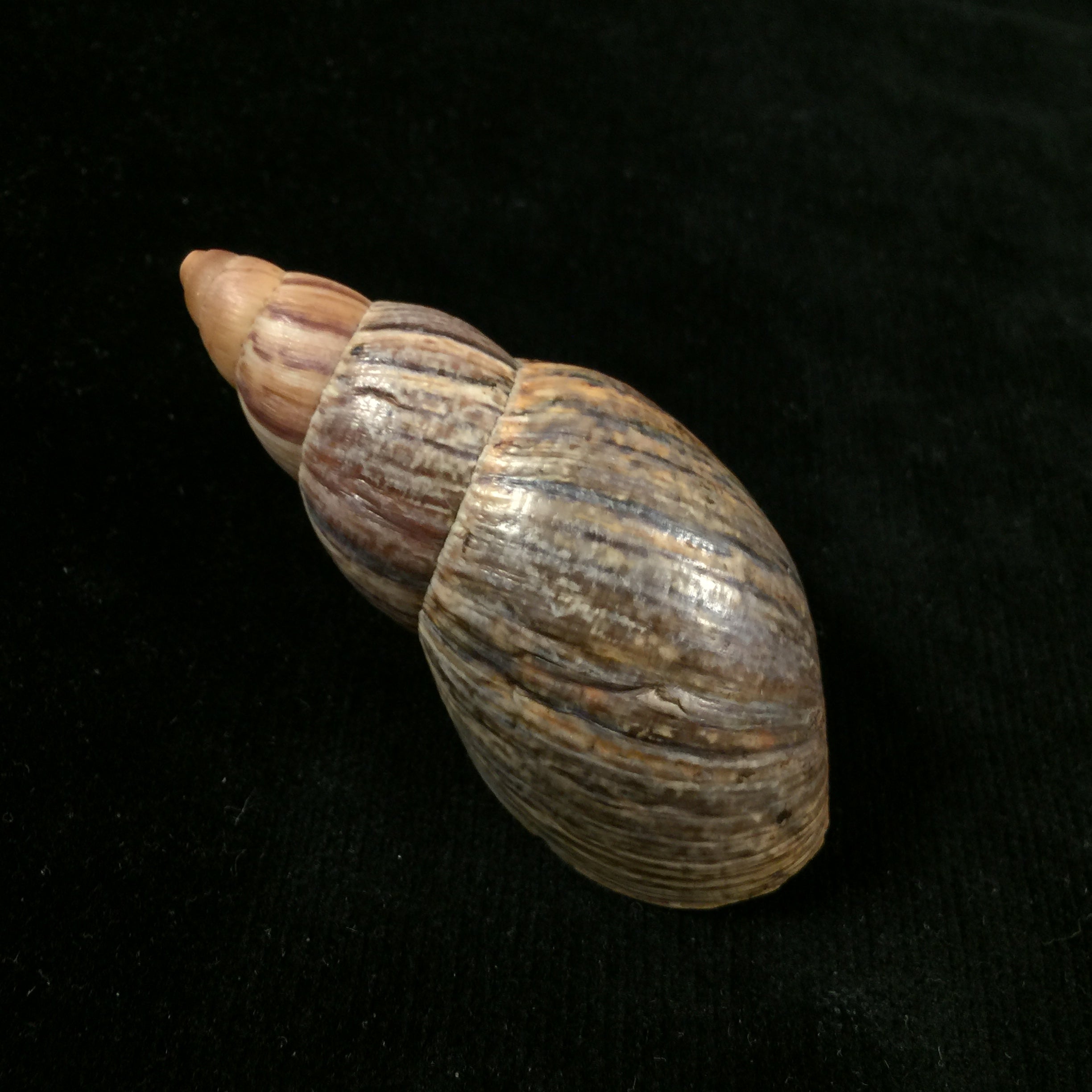 Quechua olmosensis (Zilch, 1954) - 70,6mm