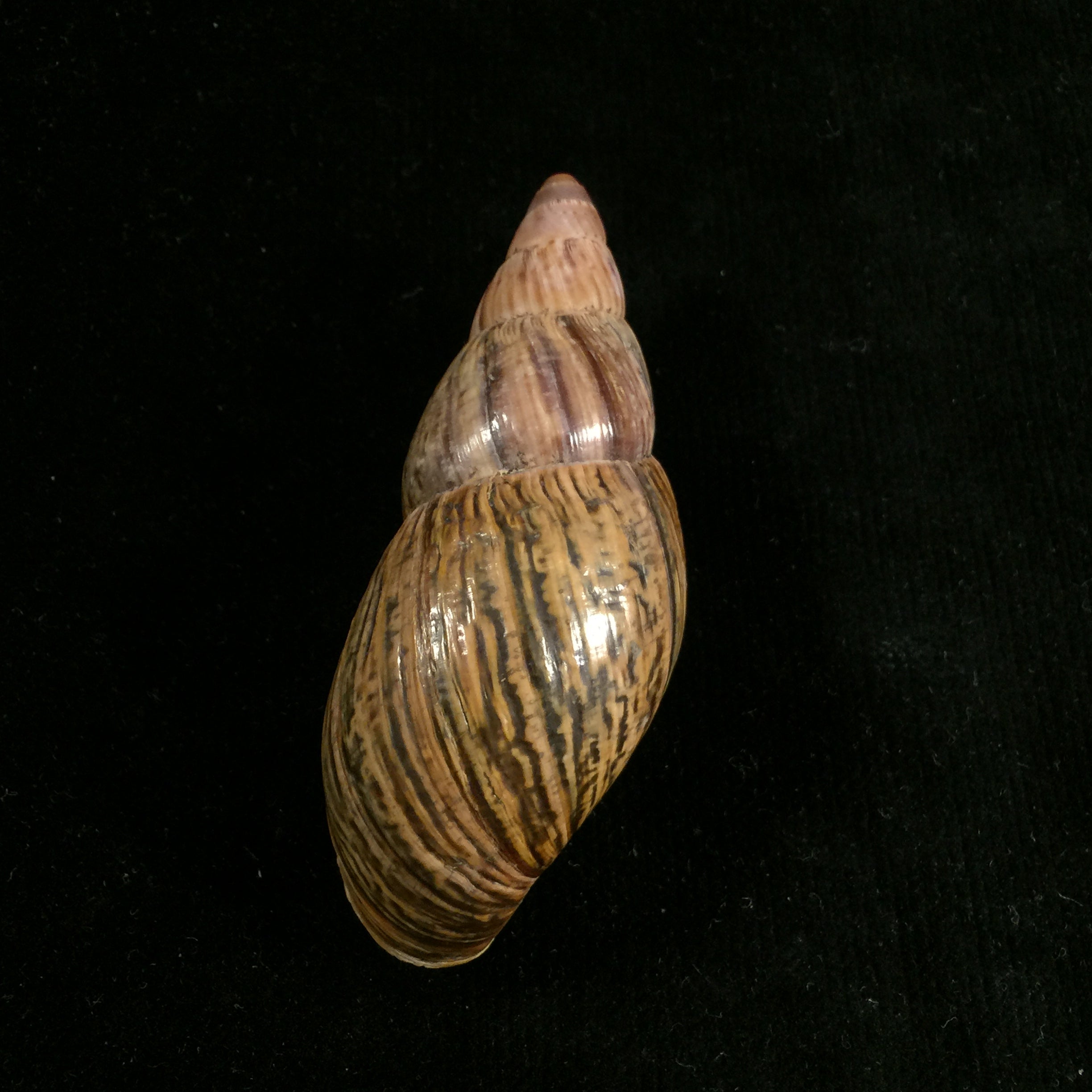Quechua olmosensis (Zilch, 1954) - 72,5mm