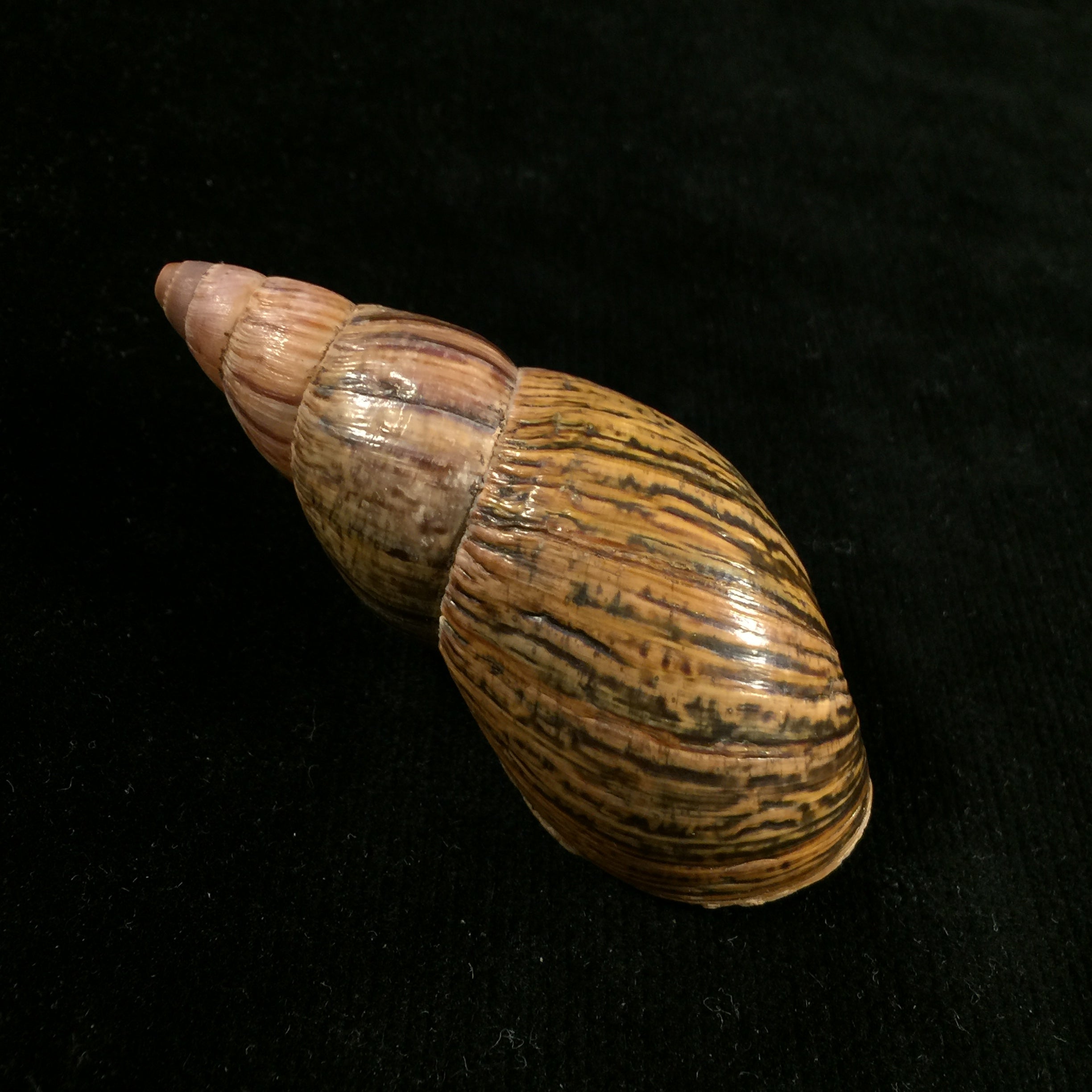 Quechua olmosensis (Zilch, 1954) - 72,5mm